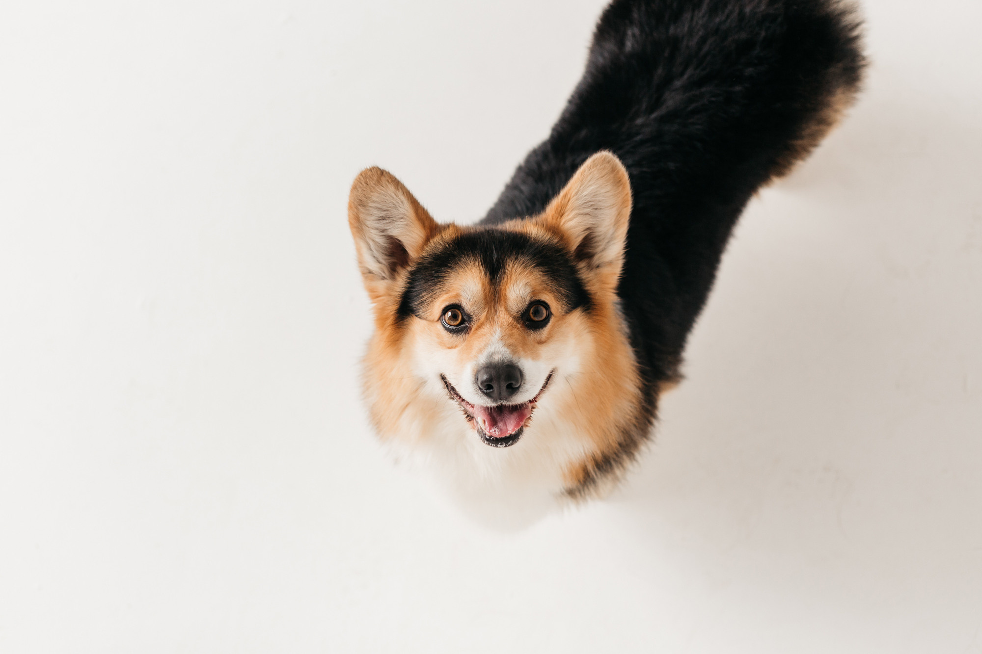 Фотодень 4 апреля. Фотограф-анималист Елена Радченко, Москва