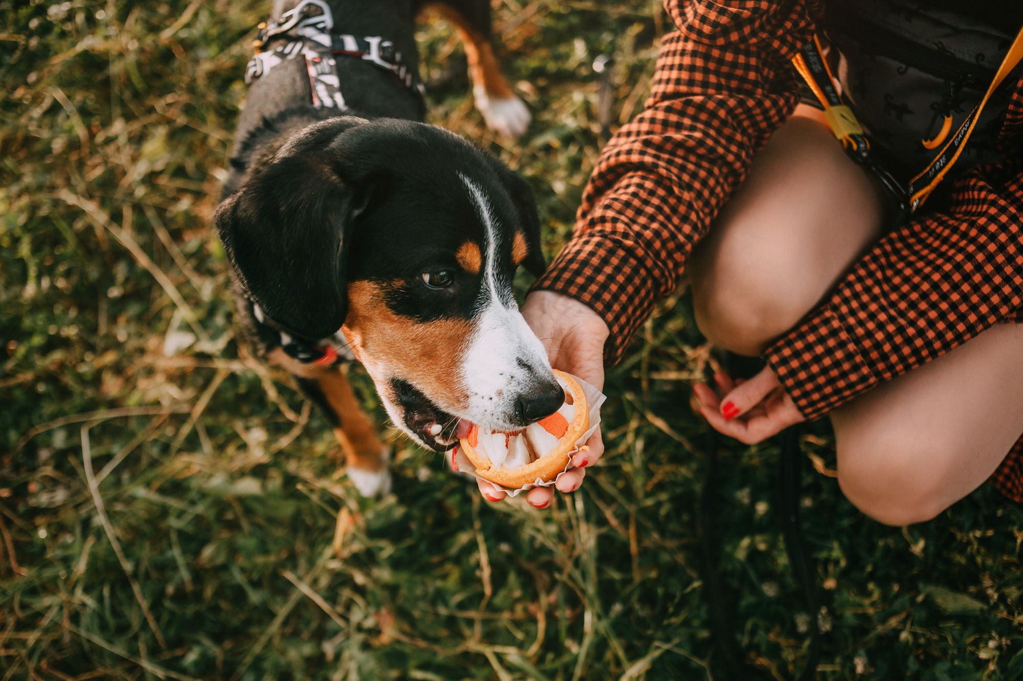 День рождения Морошки. Фотограф-анималист Елена Радченко, Москва