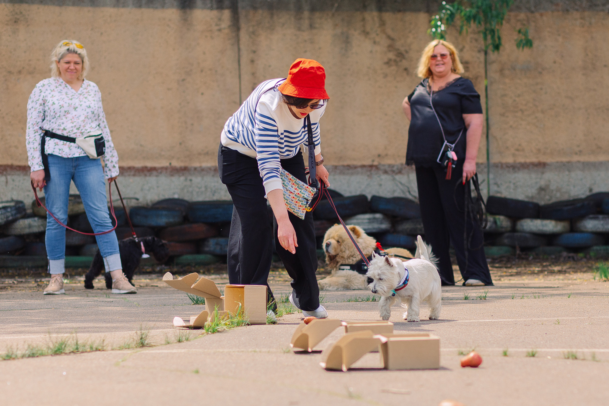Дог-туса. Фотограф-анималист Елена Радченко, Москва