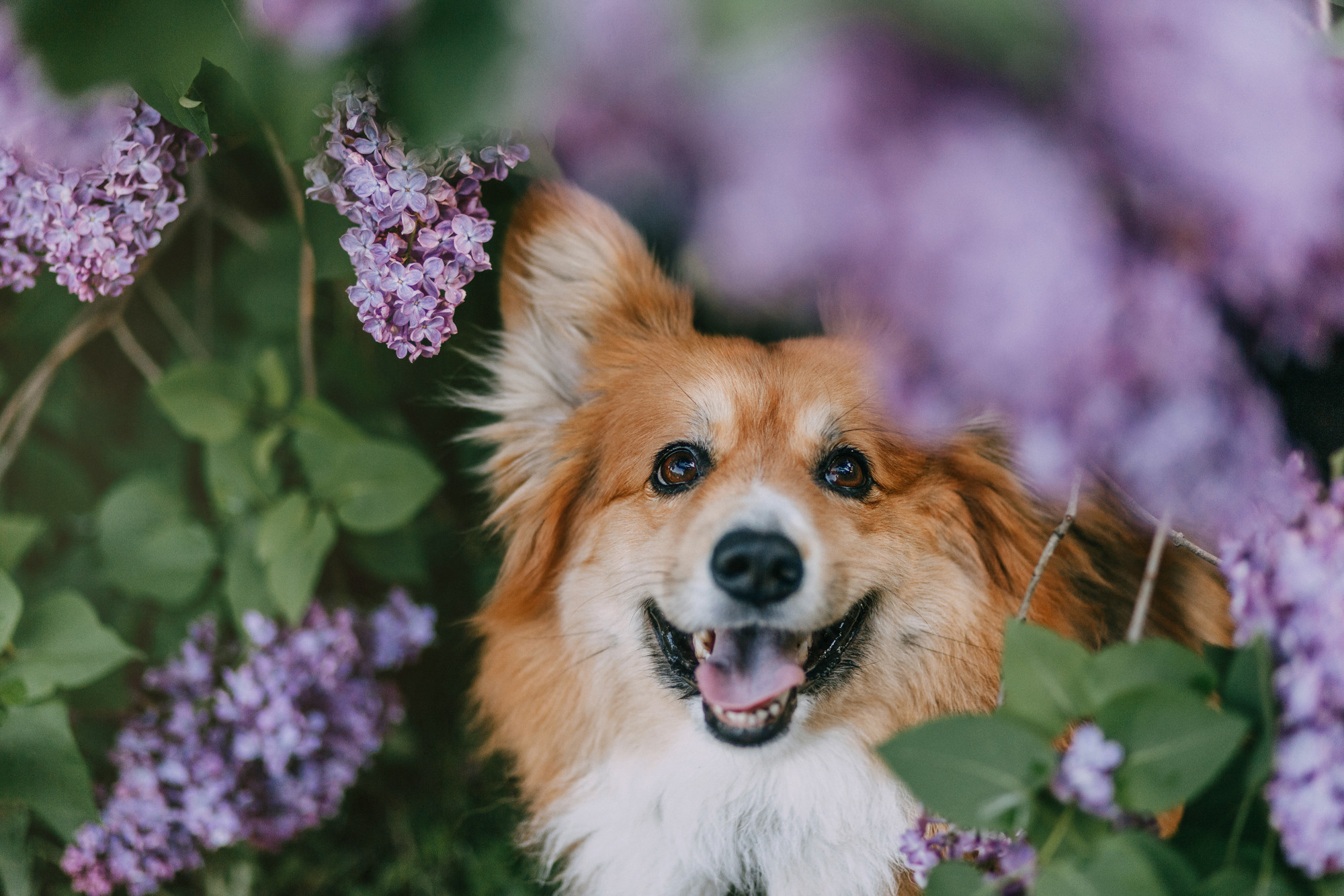 Аша и Робби. Фотограф-анималист Елена Радченко, Москва