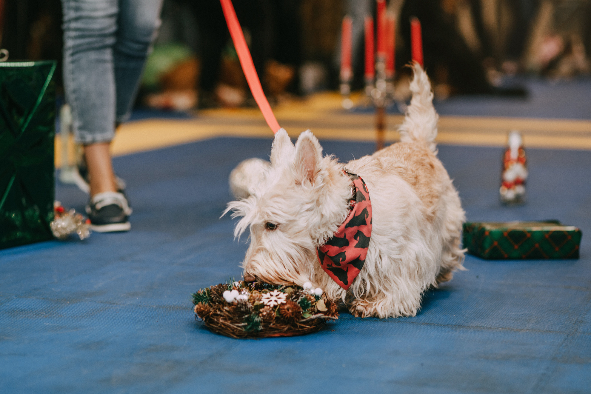 Собачий Новый год. Фотограф-анималист Елена Радченко, Москва