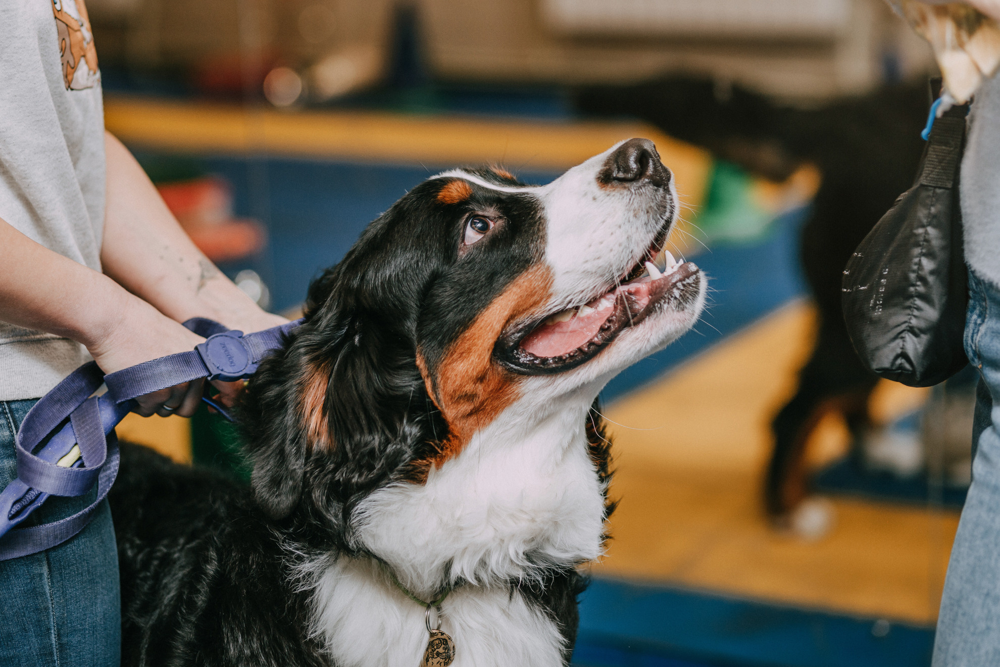 Собачий Новый год. Фотограф-анималист Елена Радченко, Москва