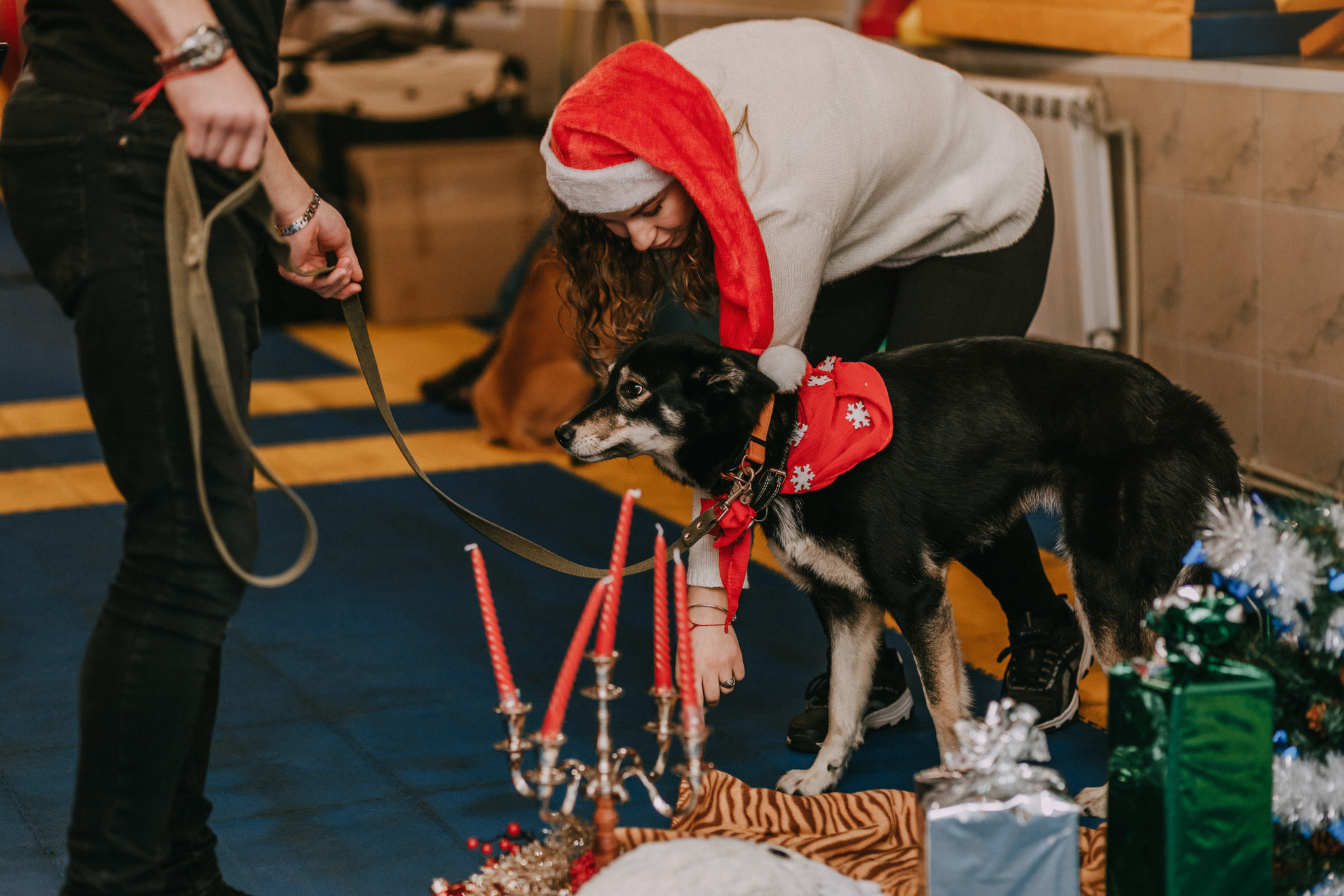 Собачий Новый год. Фотограф-анималист Елена Радченко, Москва