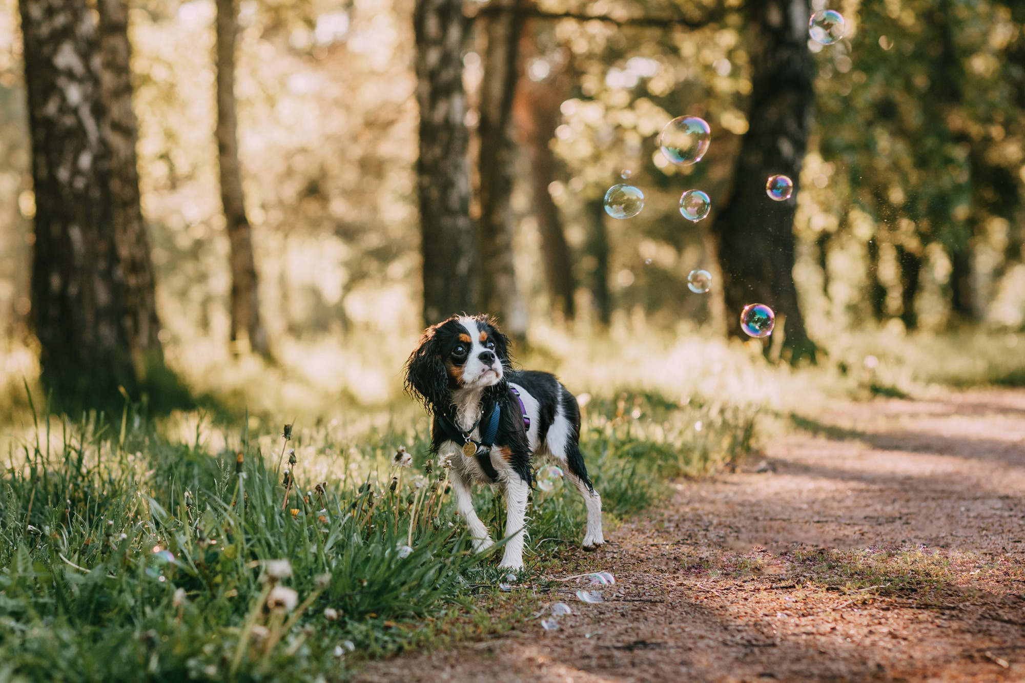 Вика и Морти. Фотограф-анималист Елена Радченко, Москва