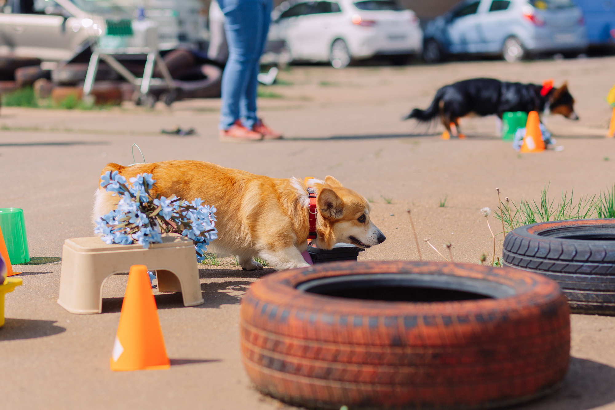 Дог-туса. Фотограф-анималист Елена Радченко, Москва