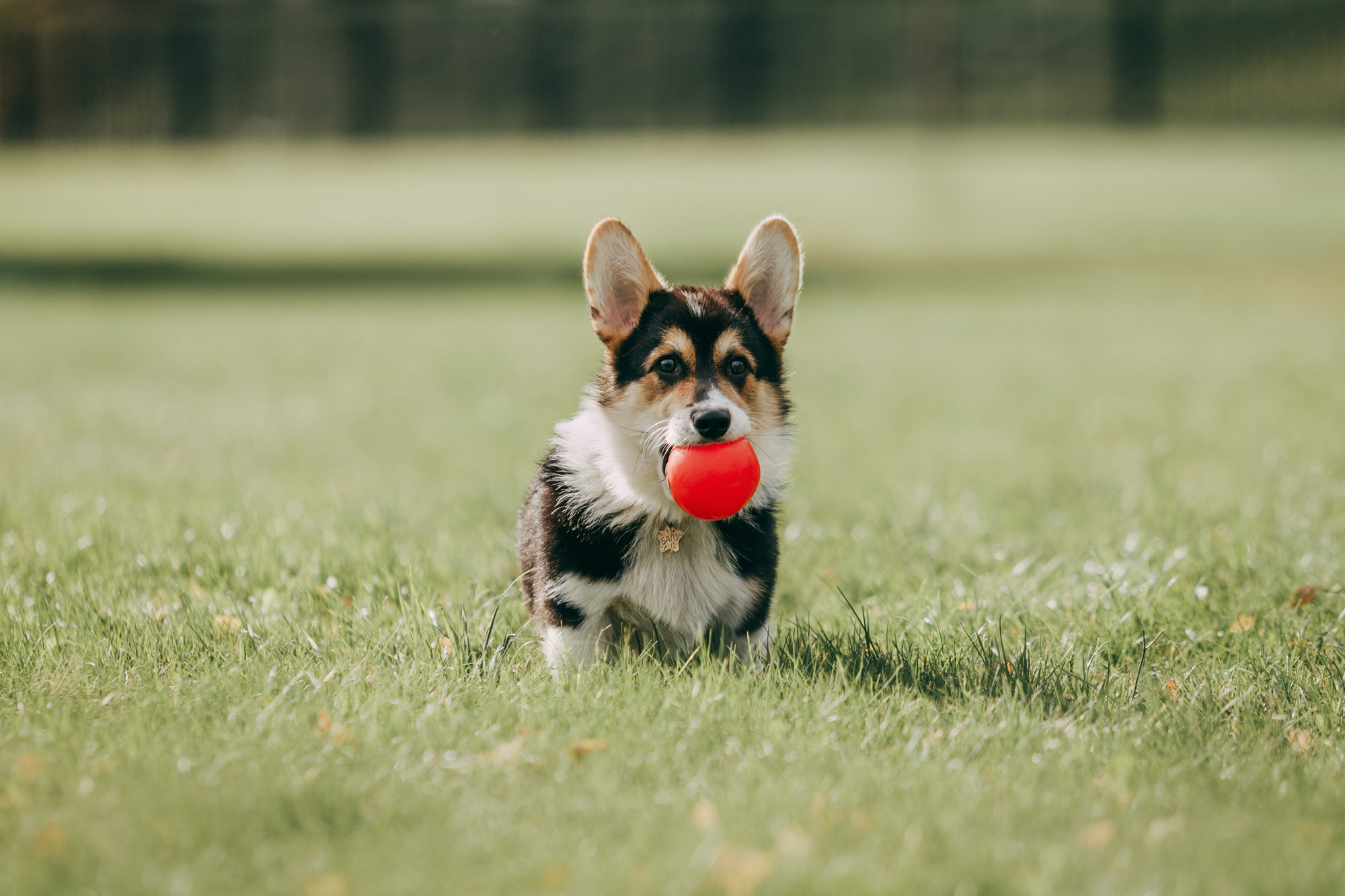 День рождения Габи. Фотограф-анималист Елена Радченко, Москва