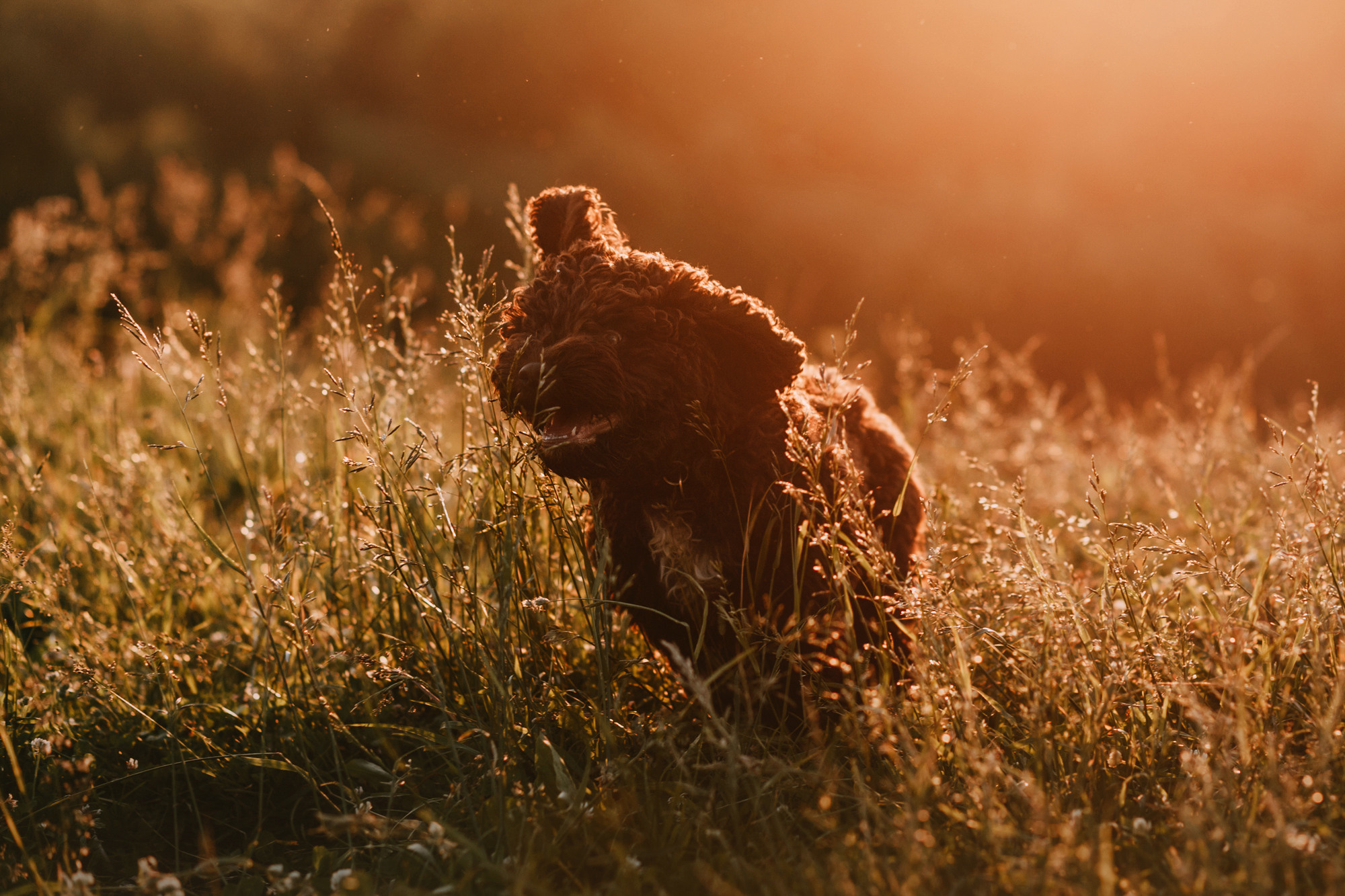 Майя и Снуп. Фотограф-анималист Елена Радченко, Москва
