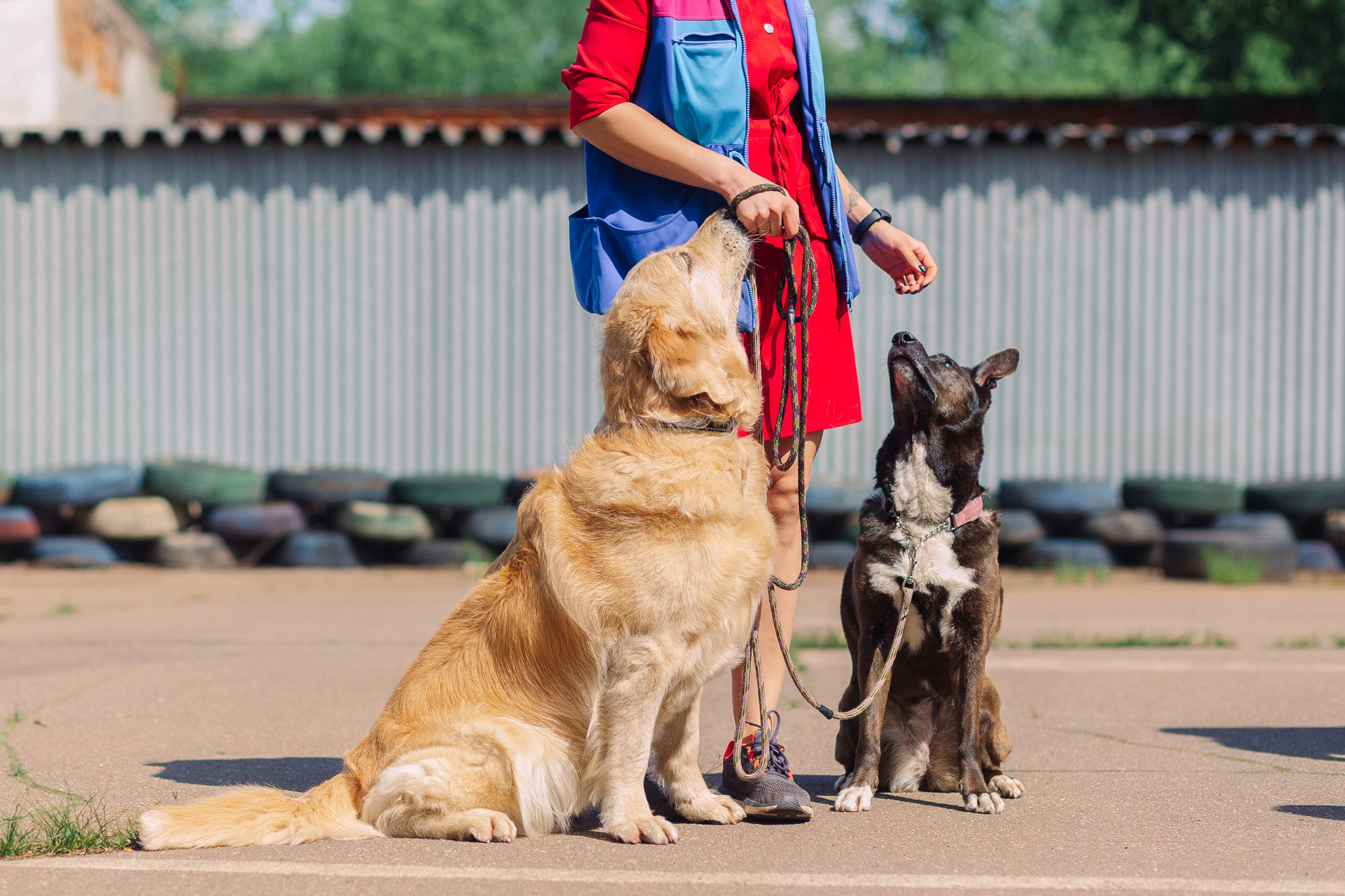 Дог-туса. Фотограф-анималист Елена Радченко, Москва