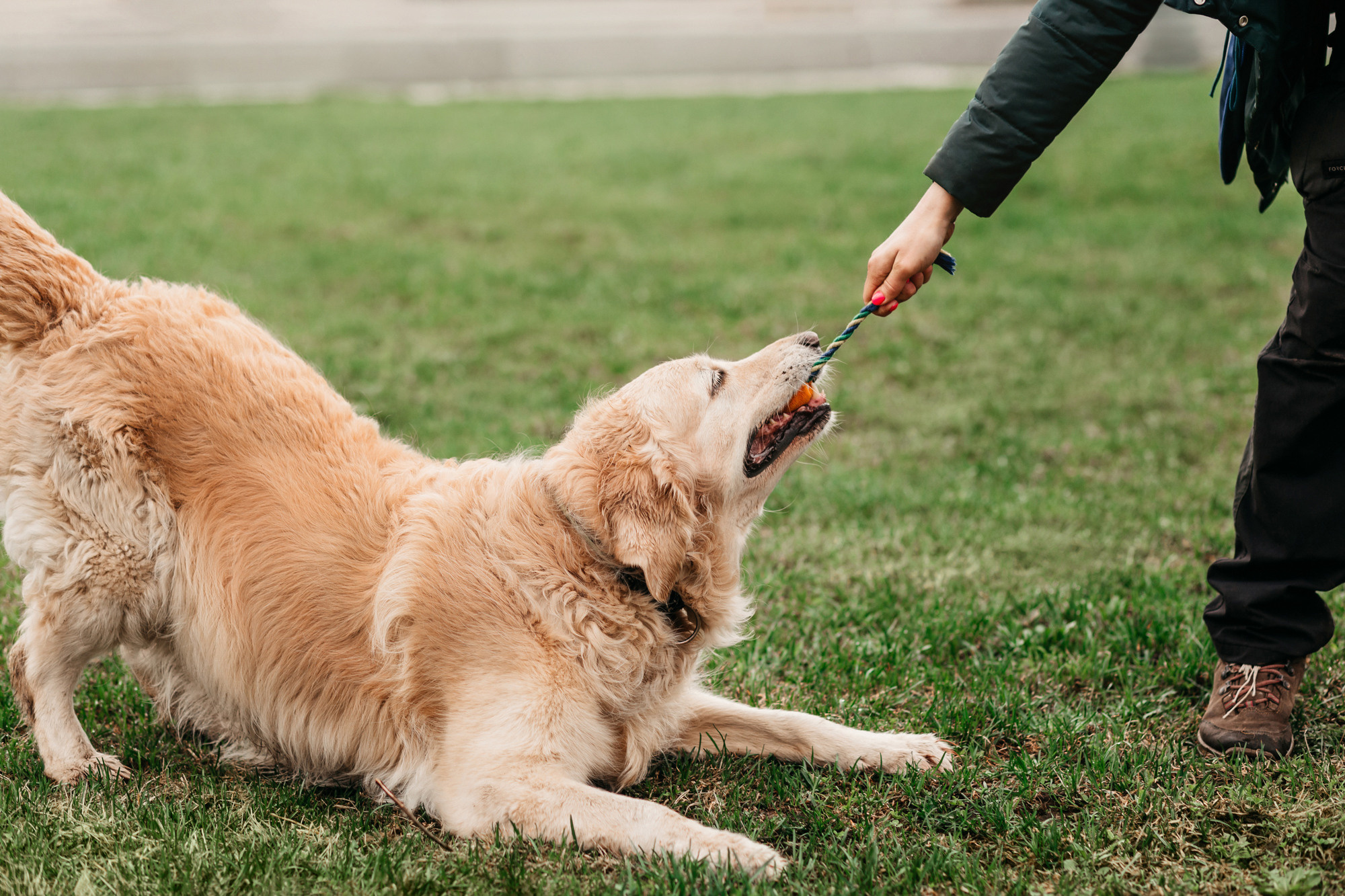 Ира, Бэлла и Альма. Фотограф-анималист Елена Радченко, Москва