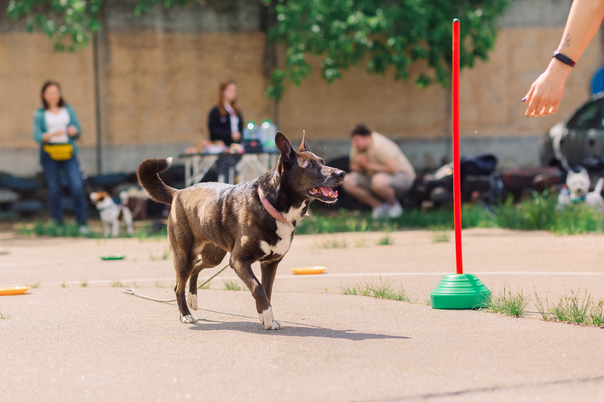Дог-туса. Фотограф-анималист Елена Радченко, Москва