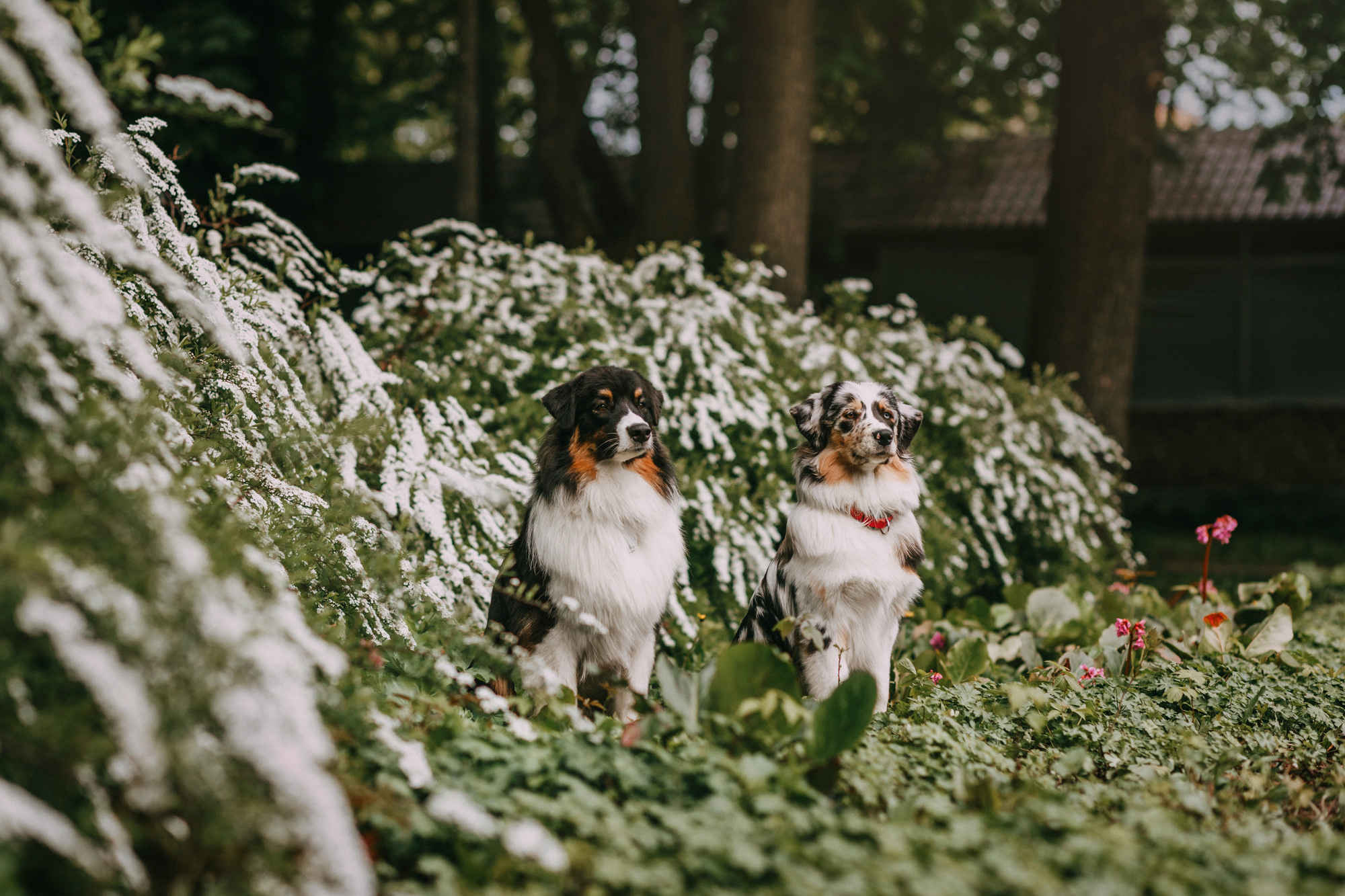 Анна, Чарли и Ева. Фотограф-анималист Елена Радченко, Москва