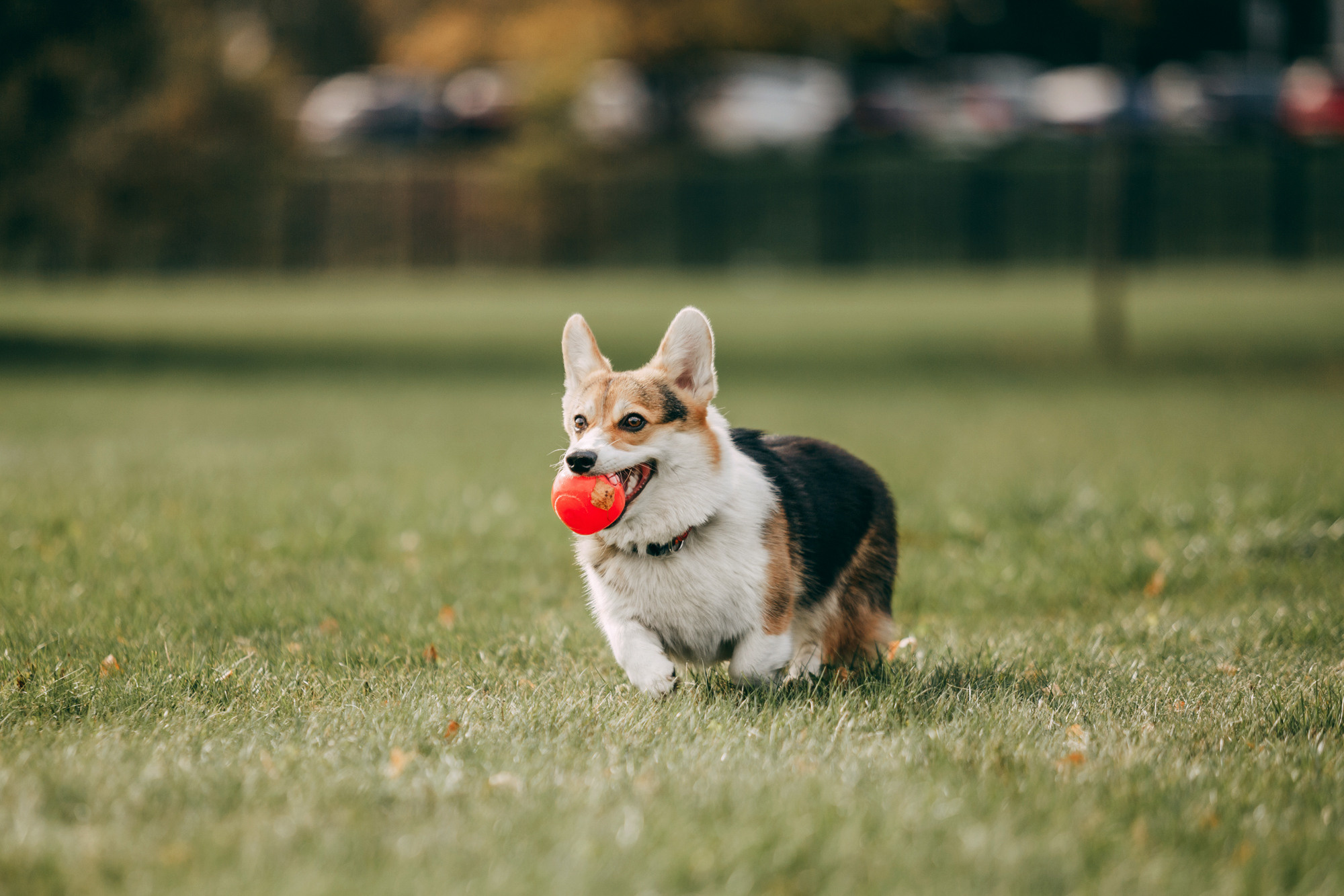 День рождения Габи. Фотограф-анималист Елена Радченко, Москва