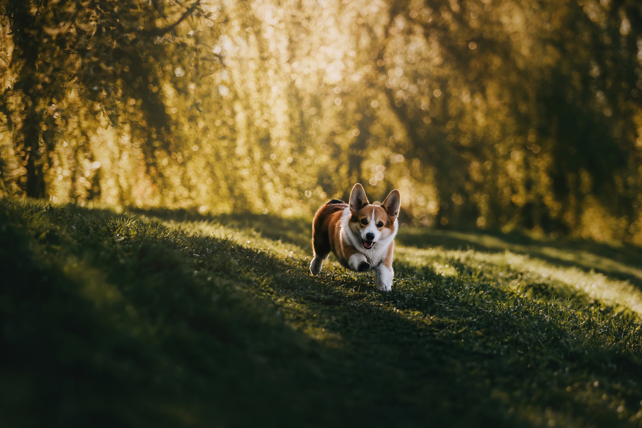 Вилла. Фотограф-анималист Елена Радченко, Москва