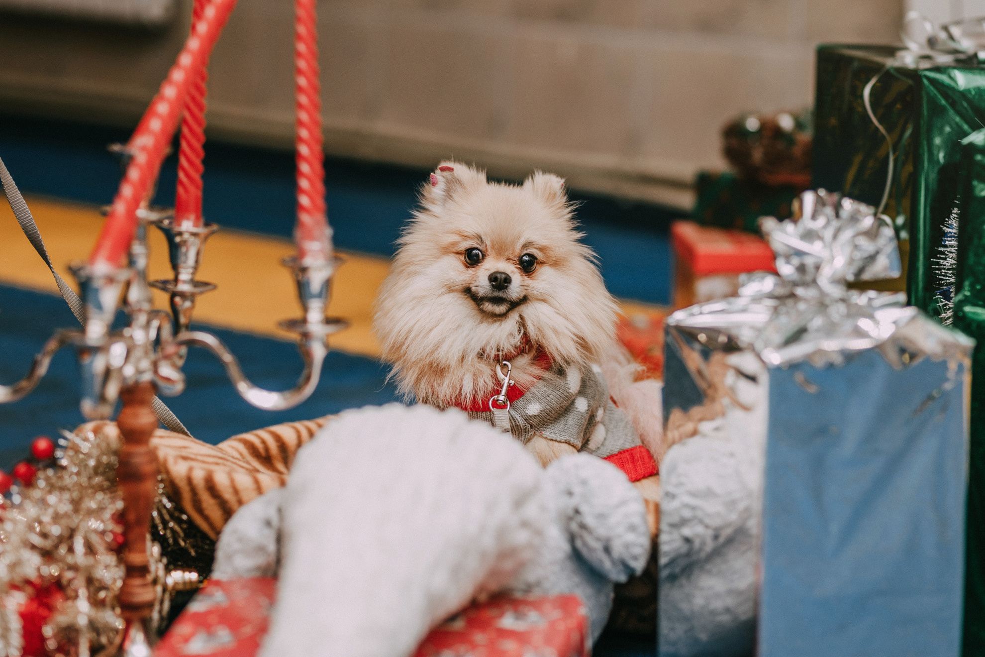 Собачий Новый год. Фотограф-анималист Елена Радченко, Москва