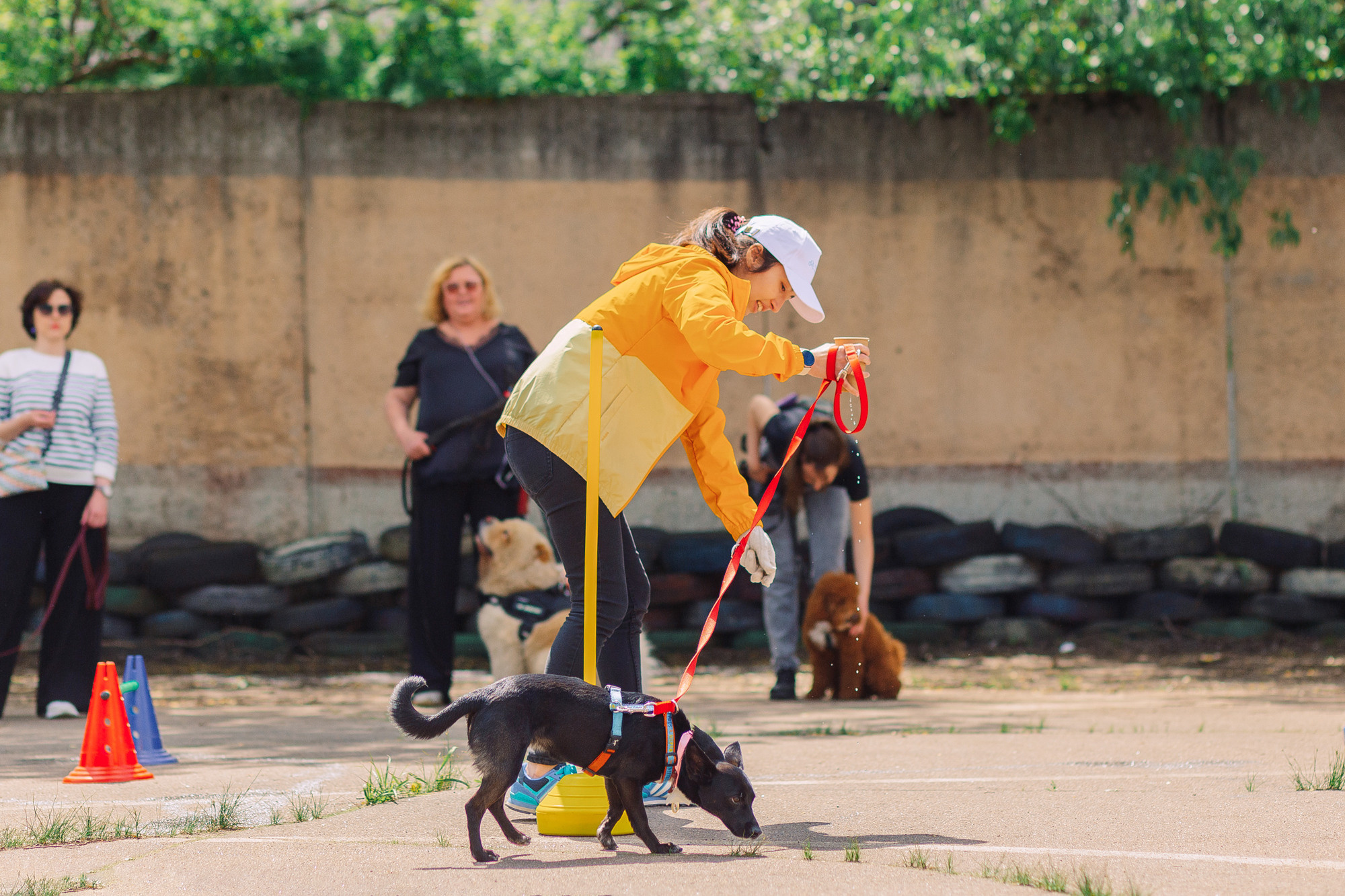 Дог-туса. Фотограф-анималист Елена Радченко, Москва