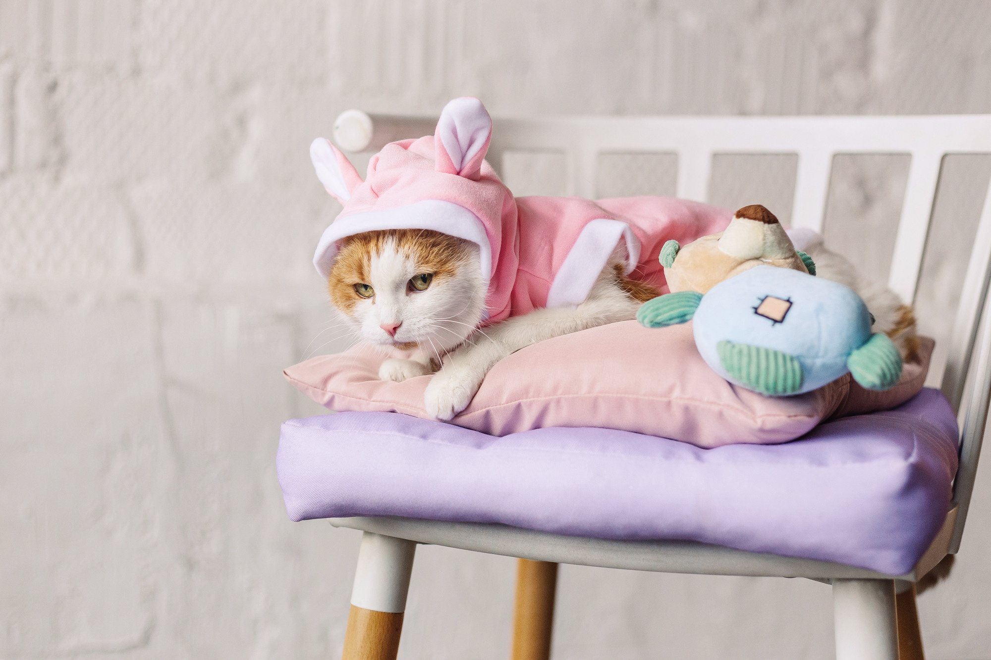 Магазин Friend of mine. Фотограф-анималист Елена Радченко, Москва