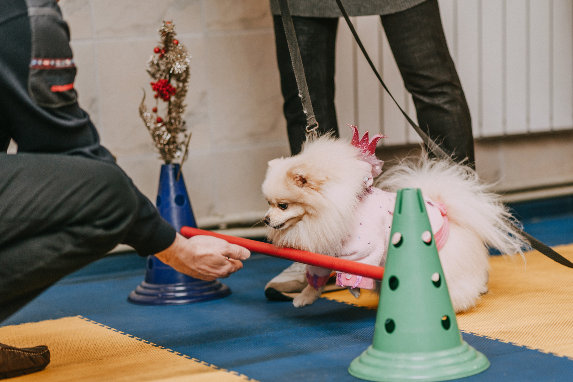 Собачий Новый год. Фотограф-анималист Елена Радченко, Москва