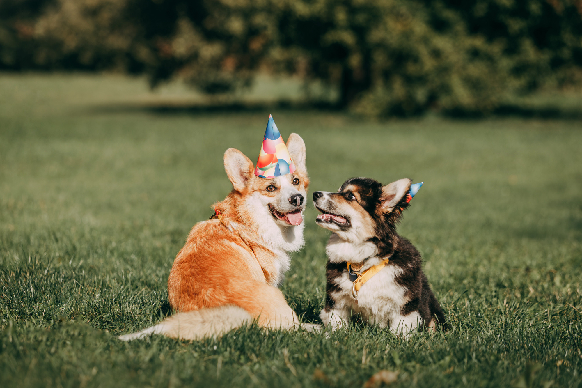 День рождения Габи. Фотограф-анималист Елена Радченко, Москва