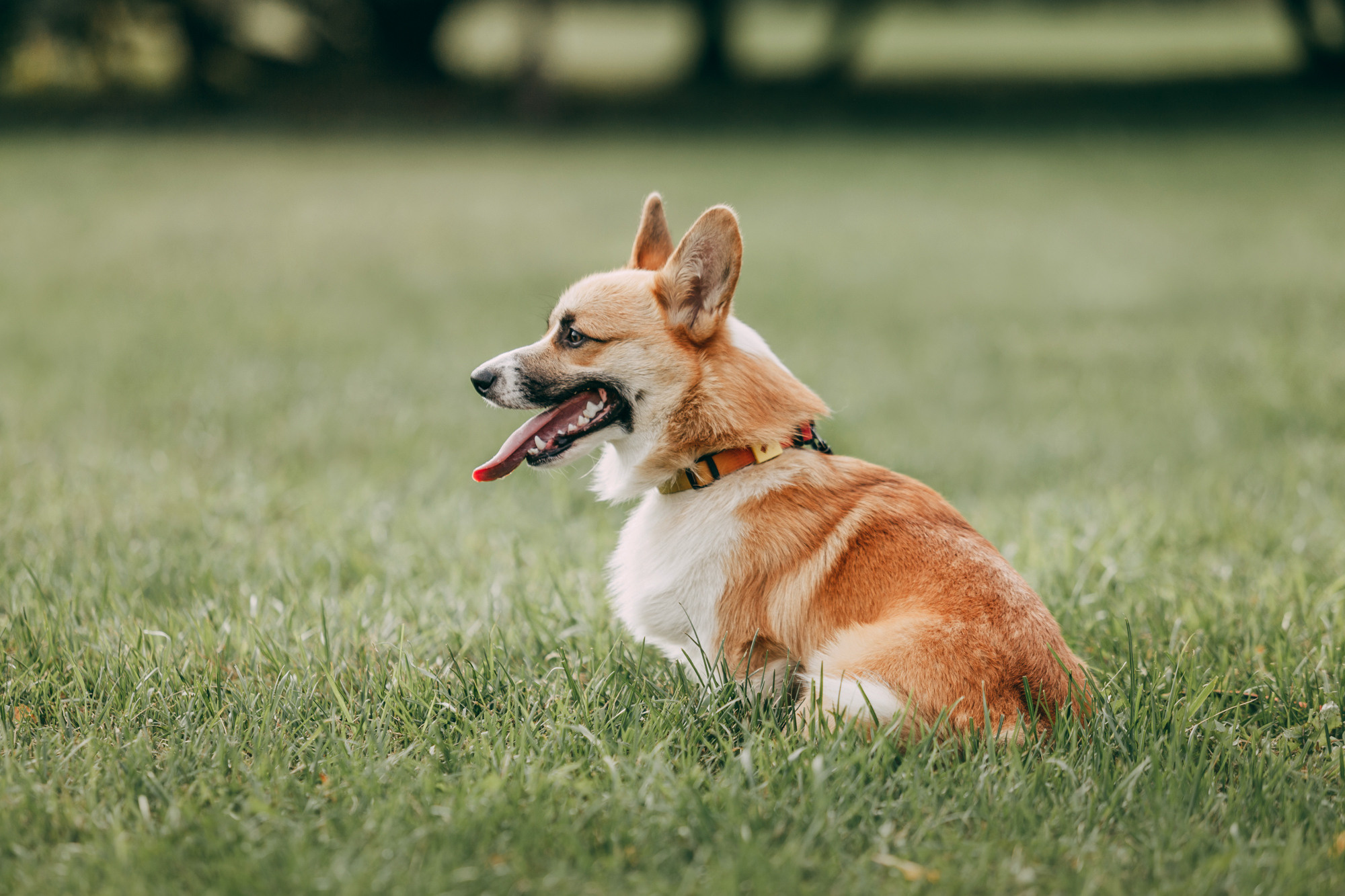 День рождения Габи. Фотограф-анималист Елена Радченко, Москва