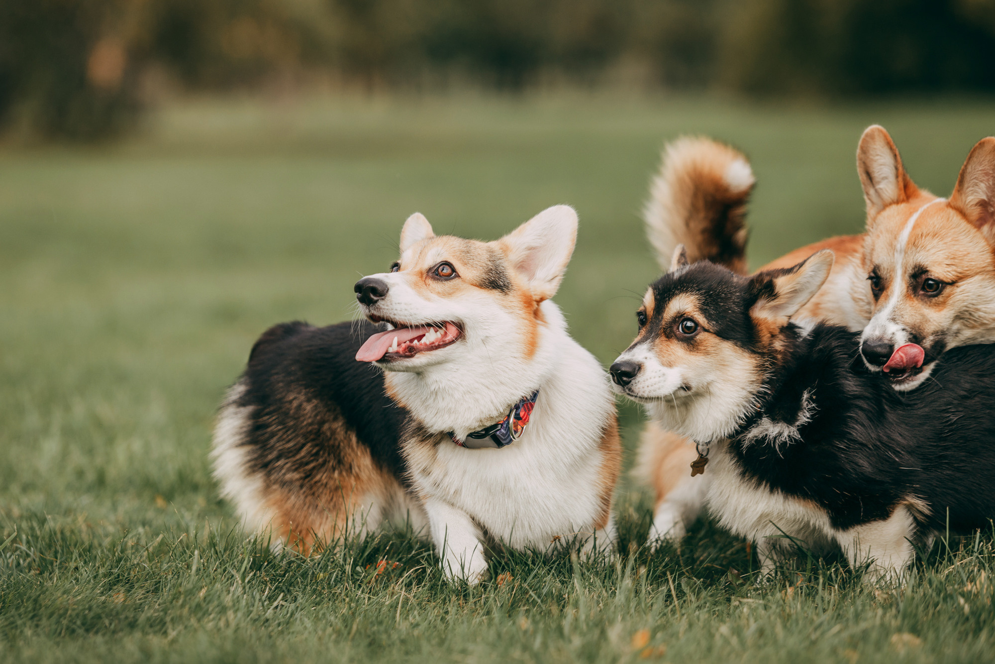 День рождения Габи. Фотограф-анималист Елена Радченко, Москва