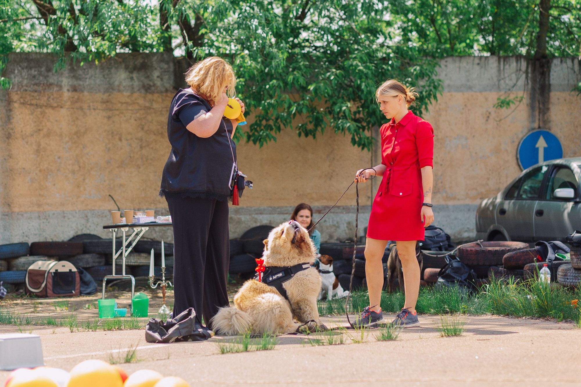 Дог-туса. Фотограф-анималист Елена Радченко, Москва