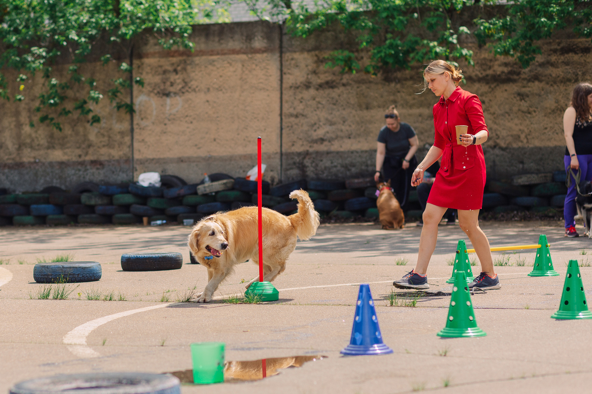 Дог-туса. Фотограф-анималист Елена Радченко, Москва