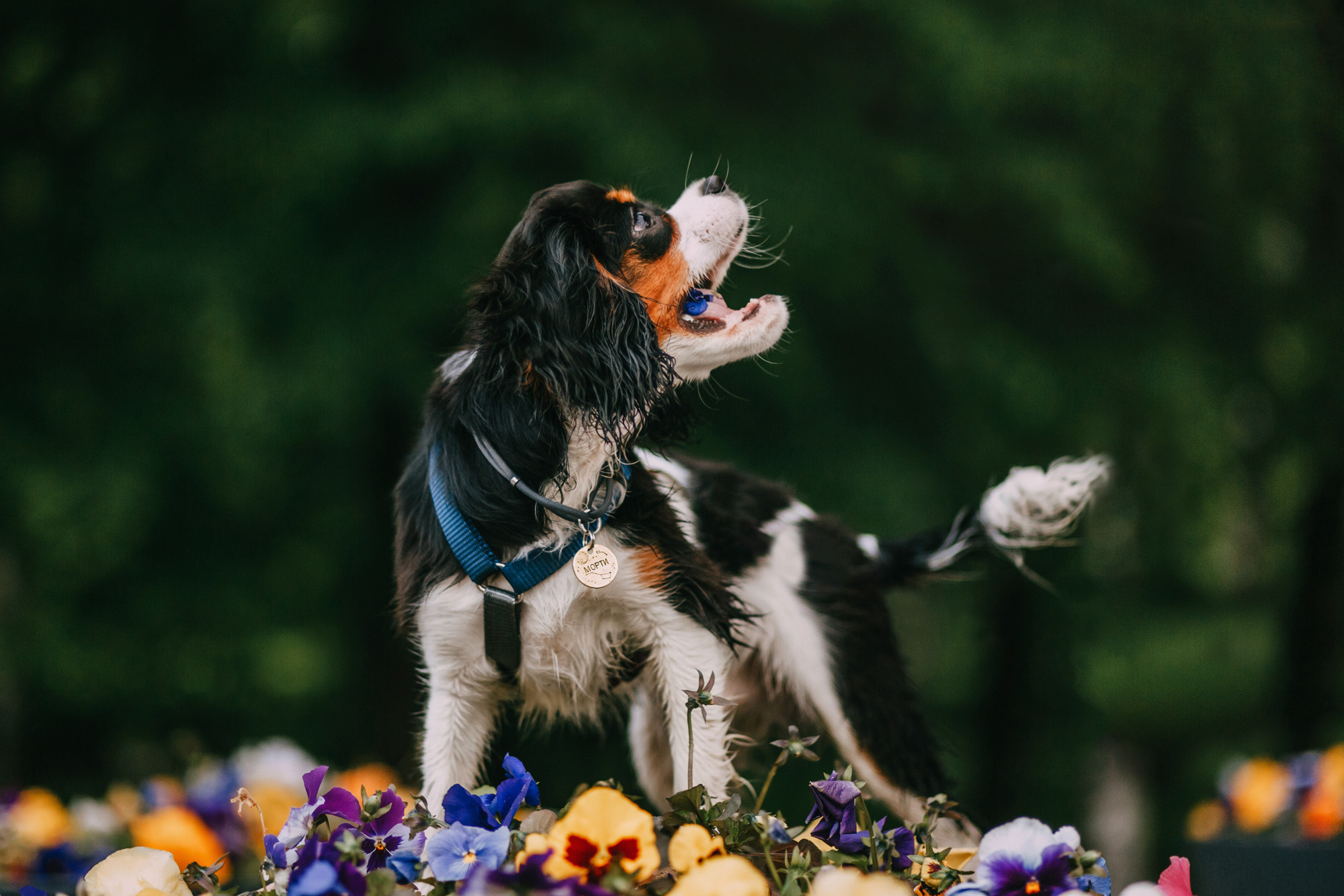 Вика и Морти. Фотограф-анималист Елена Радченко, Москва