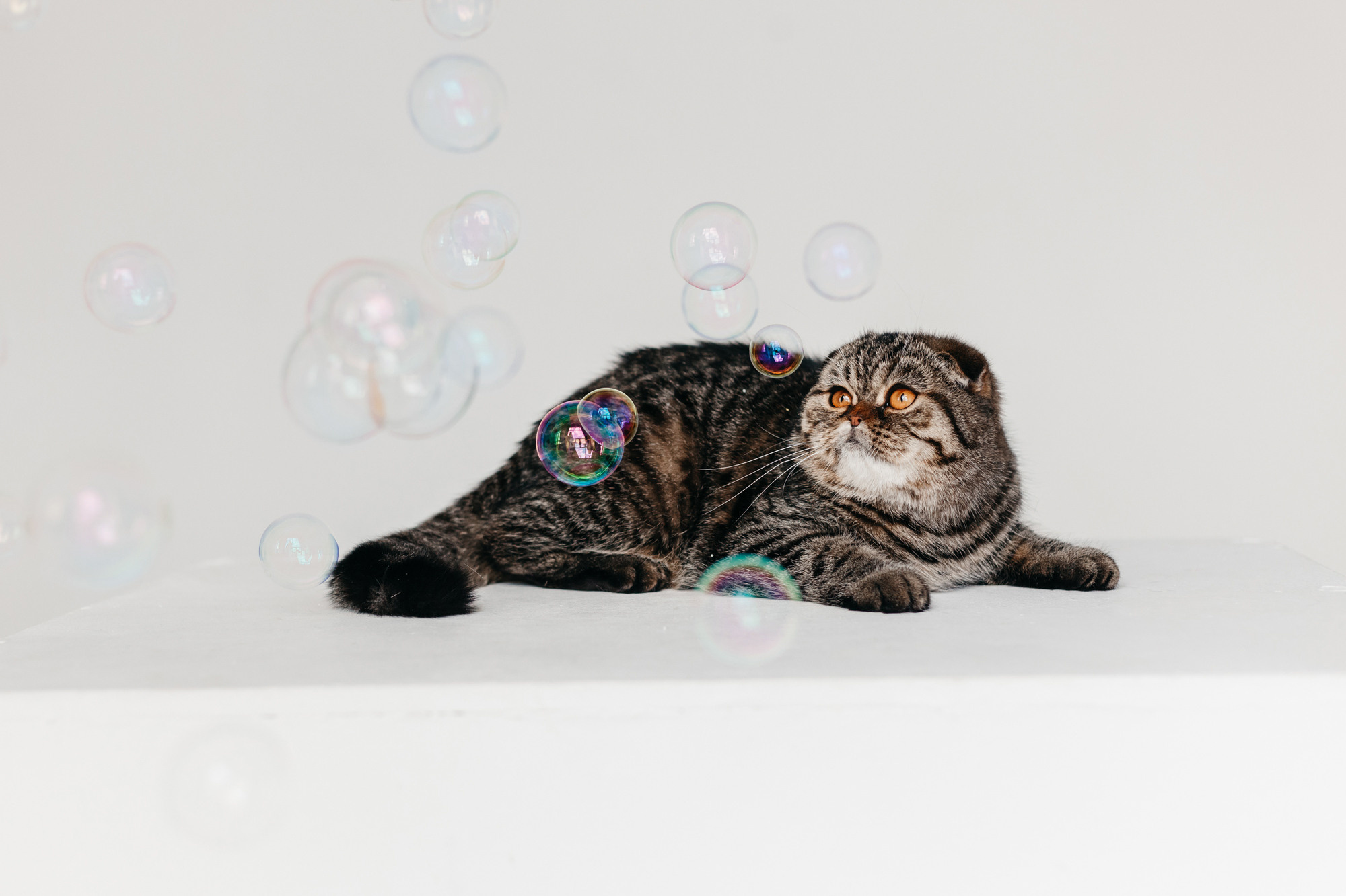 Фотодень 9 апреля. Фотограф-анималист Елена Радченко, Москва