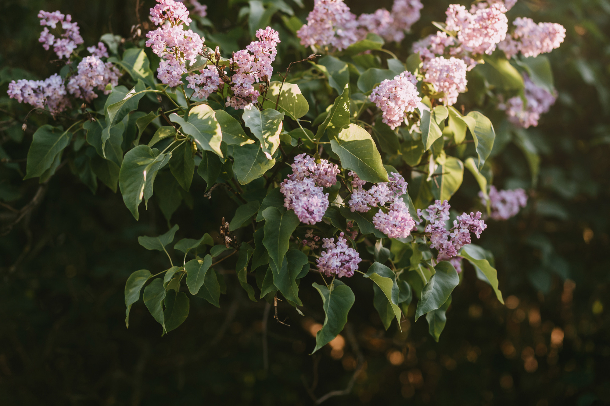 Вика и Морти. Фотограф-анималист Елена Радченко, Москва