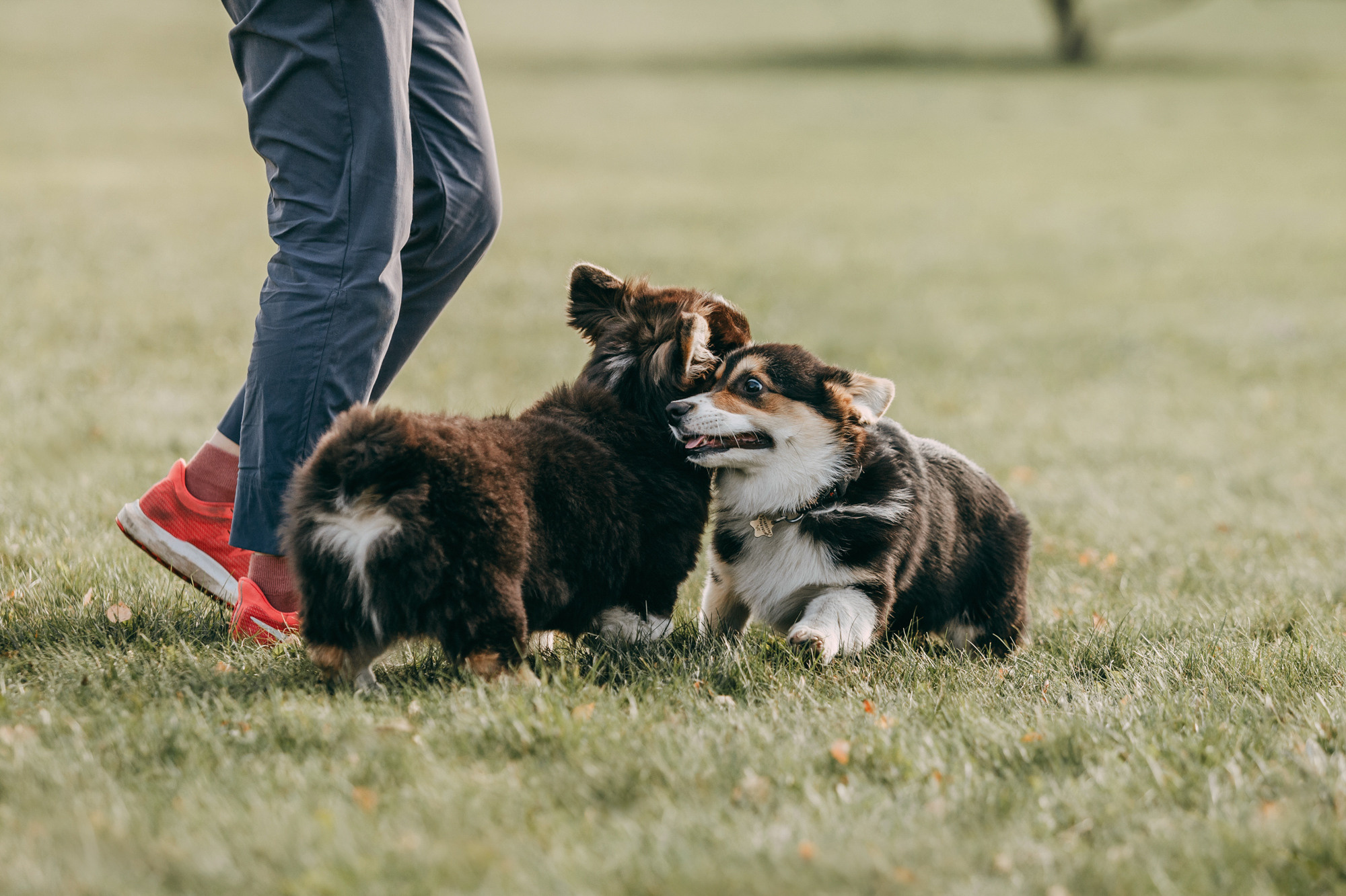 День рождения Габи. Фотограф-анималист Елена Радченко, Москва