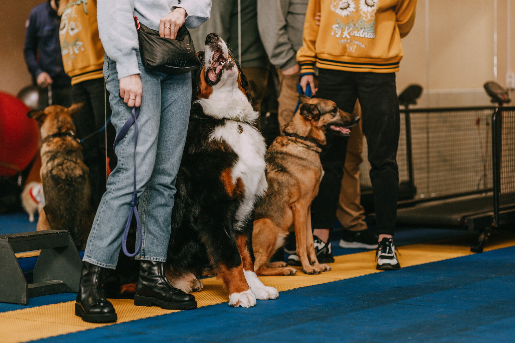 Собачий Новый год. Фотограф-анималист Елена Радченко, Москва
