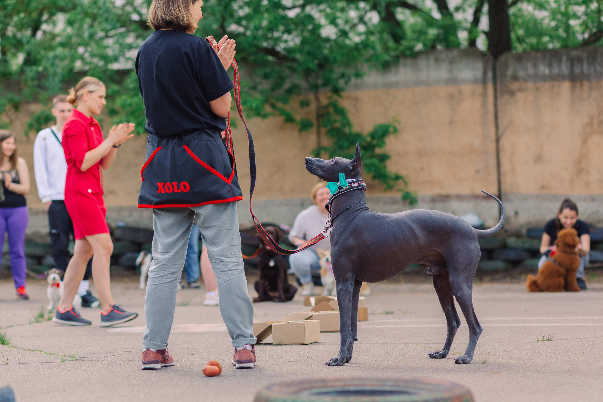 Дог-туса. Фотограф-анималист Елена Радченко, Москва
