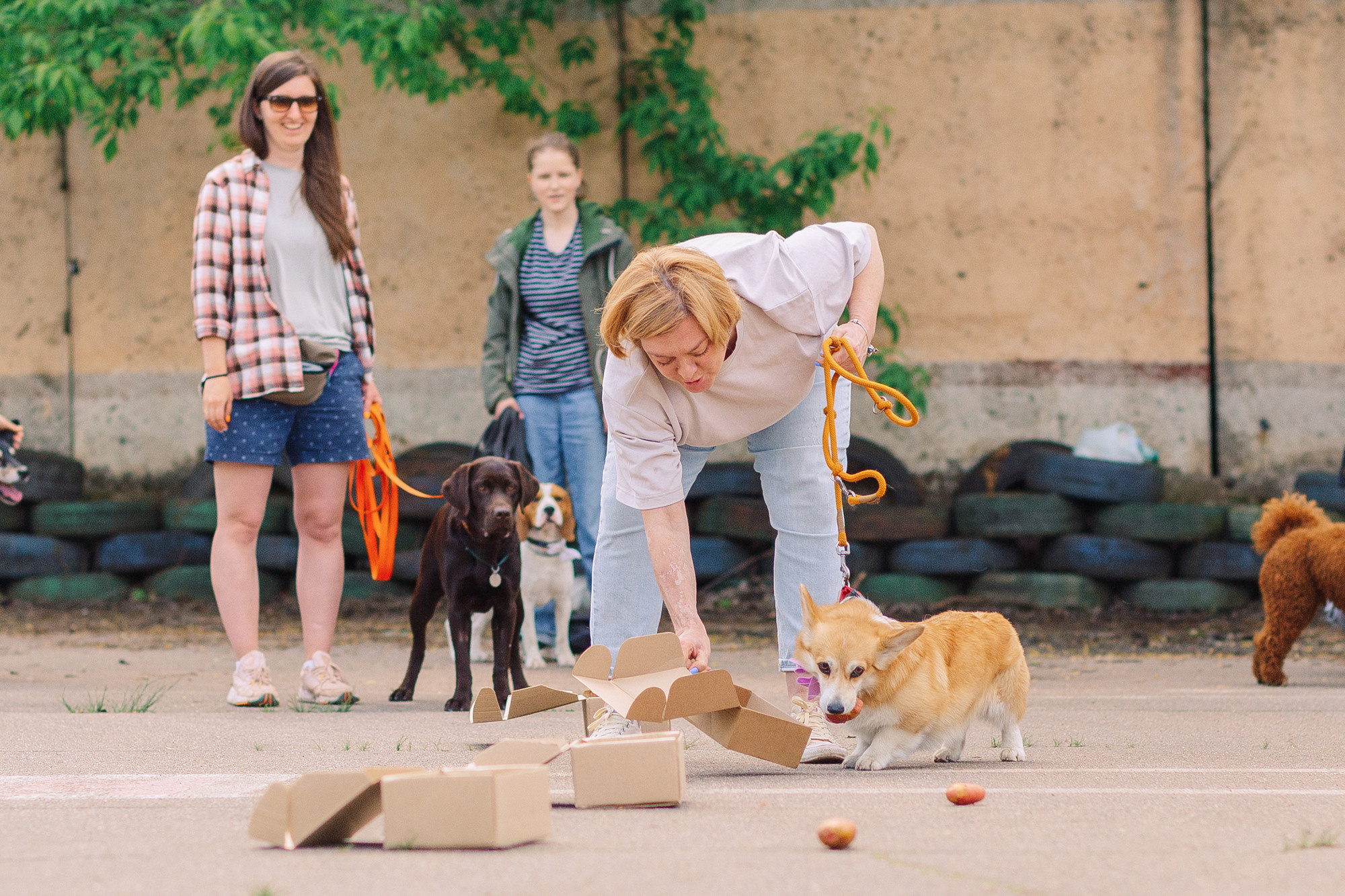 Дог-туса. Фотограф-анималист Елена Радченко, Москва