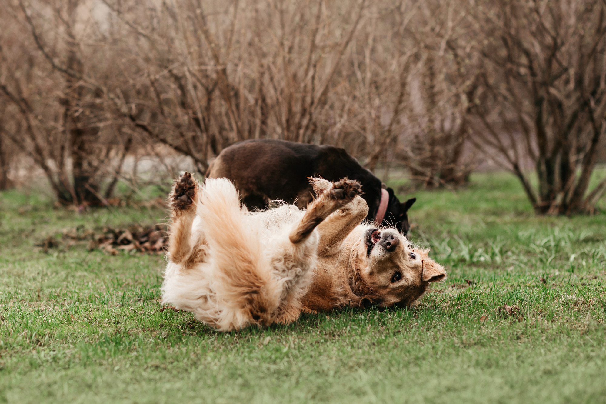 Ира, Бэлла и Альма. Фотограф-анималист Елена Радченко, Москва
