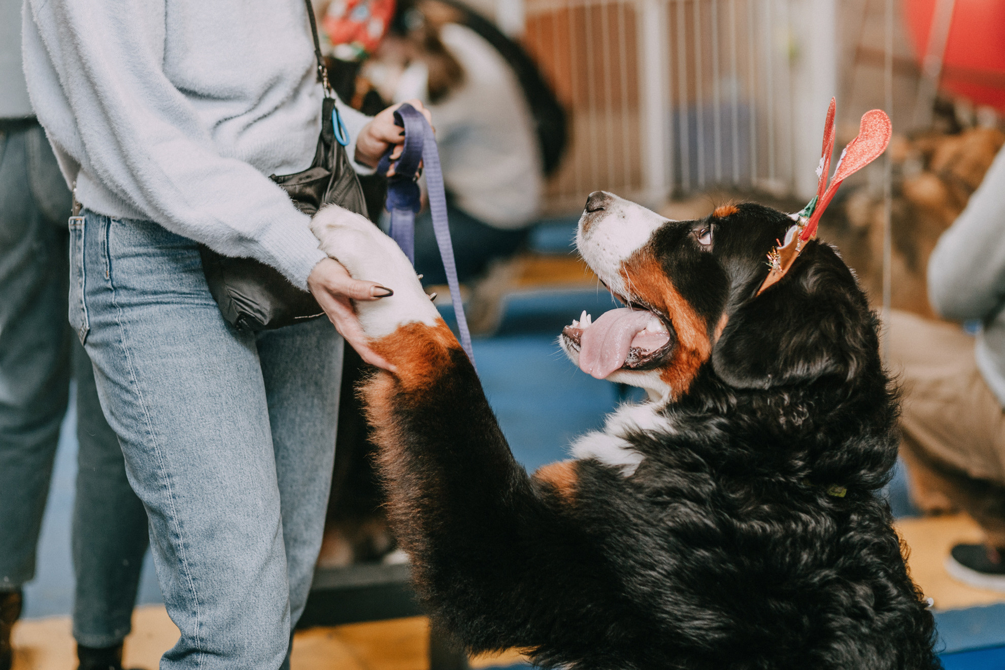Собачий Новый год. Фотограф-анималист Елена Радченко, Москва
