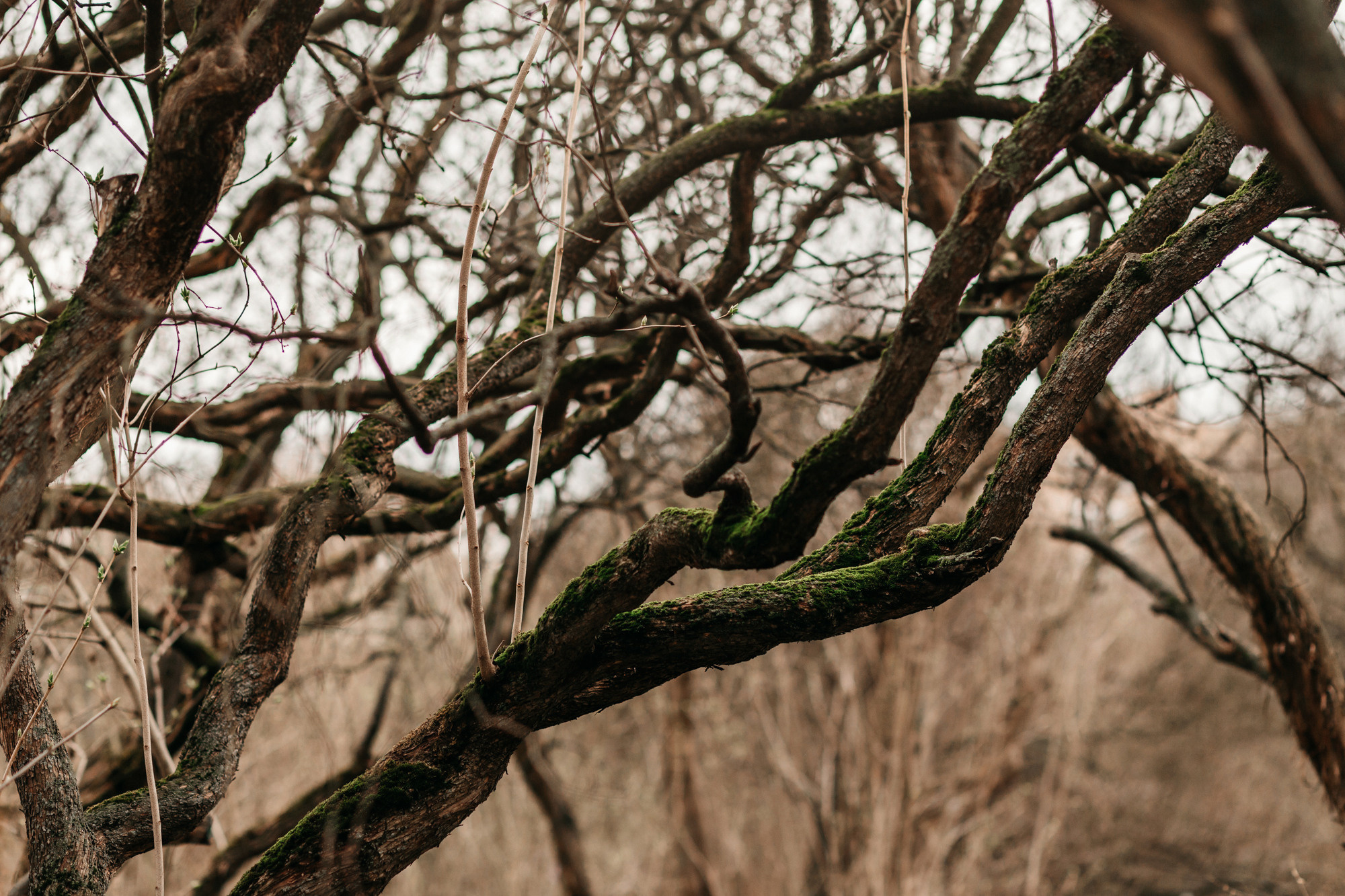 Ира, Бэлла и Альма. Фотограф-анималист Елена Радченко, Москва