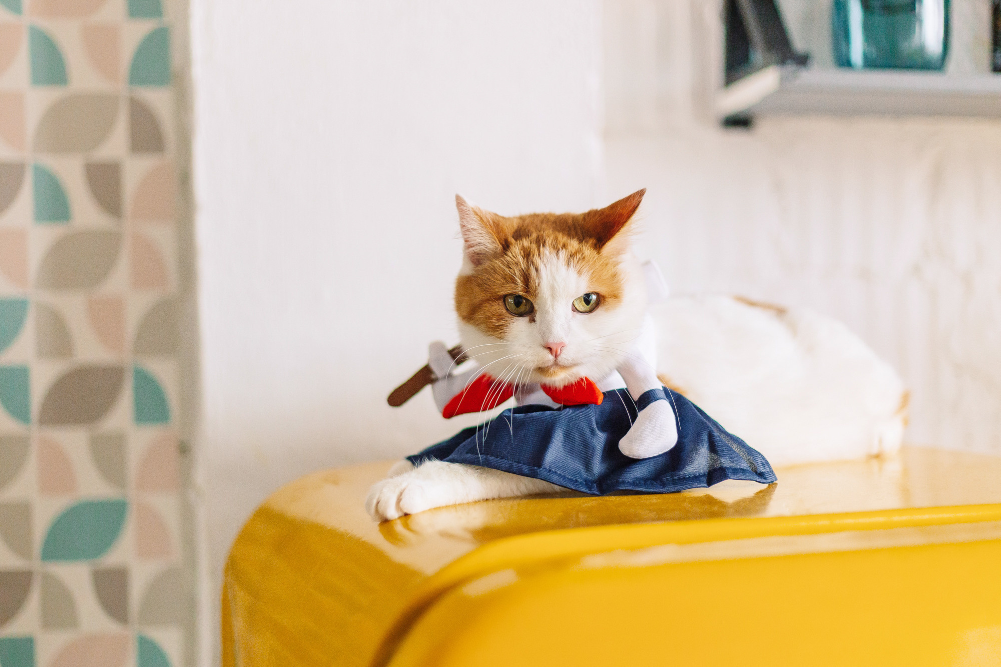 Магазин Friend of mine. Фотограф-анималист Елена Радченко, Москва