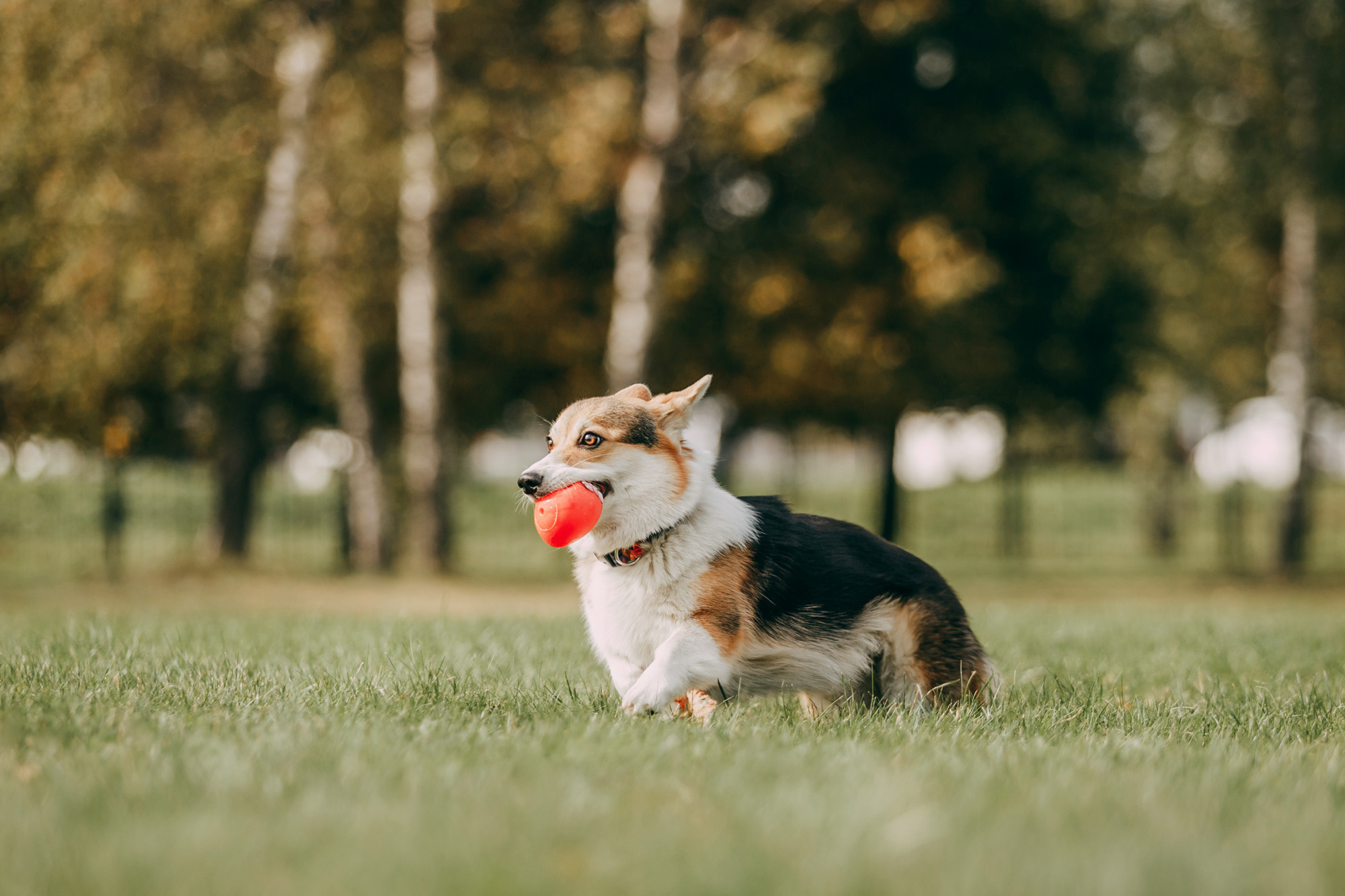 День рождения Габи. Фотограф-анималист Елена Радченко, Москва