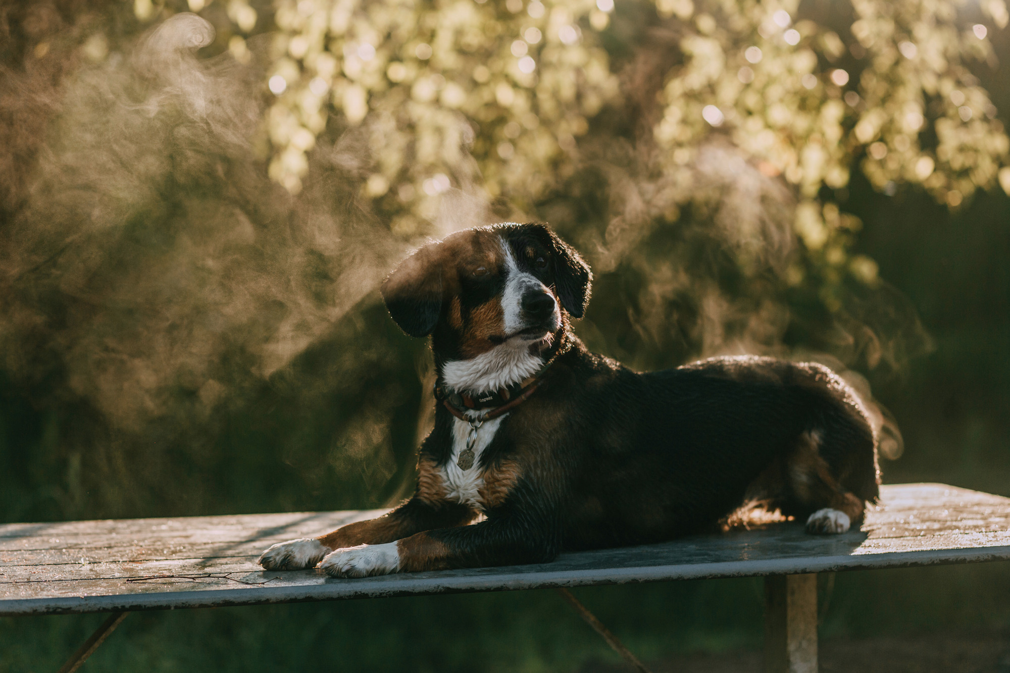 Лида и Яра. Фотограф-анималист Елена Радченко, Москва