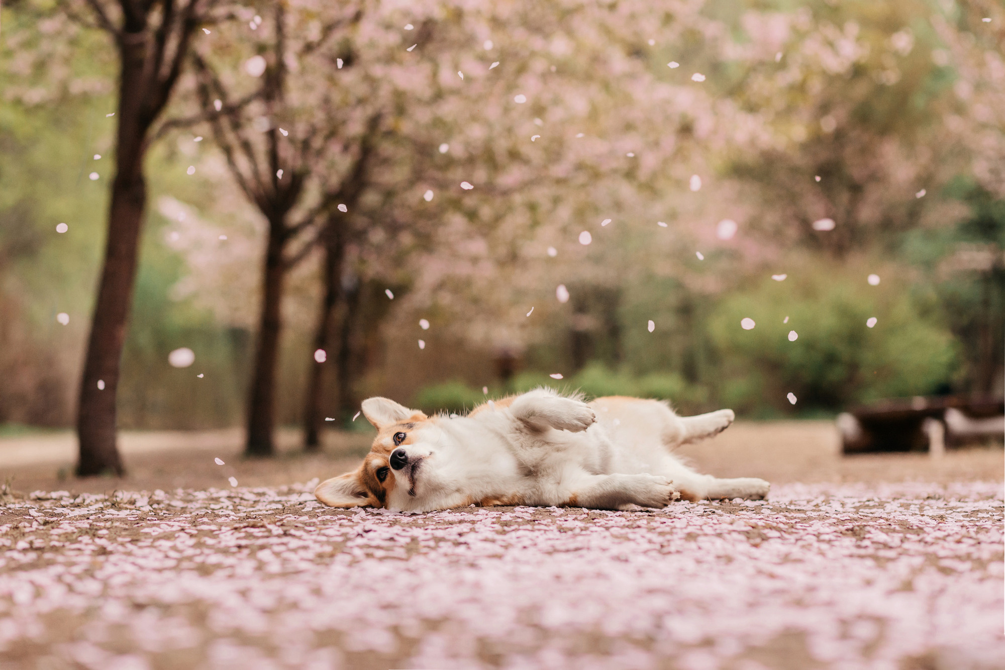 Анна, Рустам и Габи. Фотограф-анималист Елена Радченко, Москва