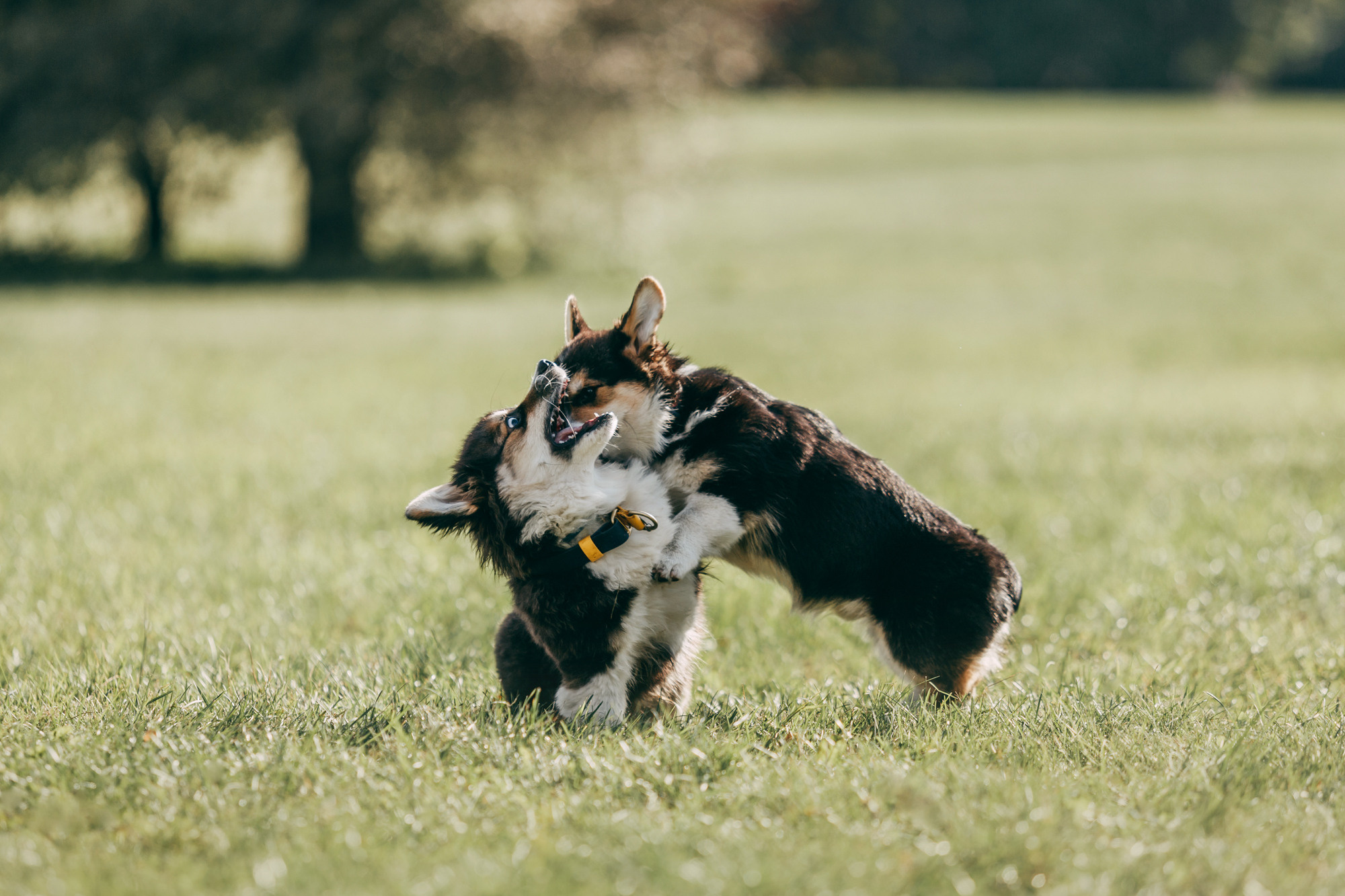 День рождения Габи. Фотограф-анималист Елена Радченко, Москва