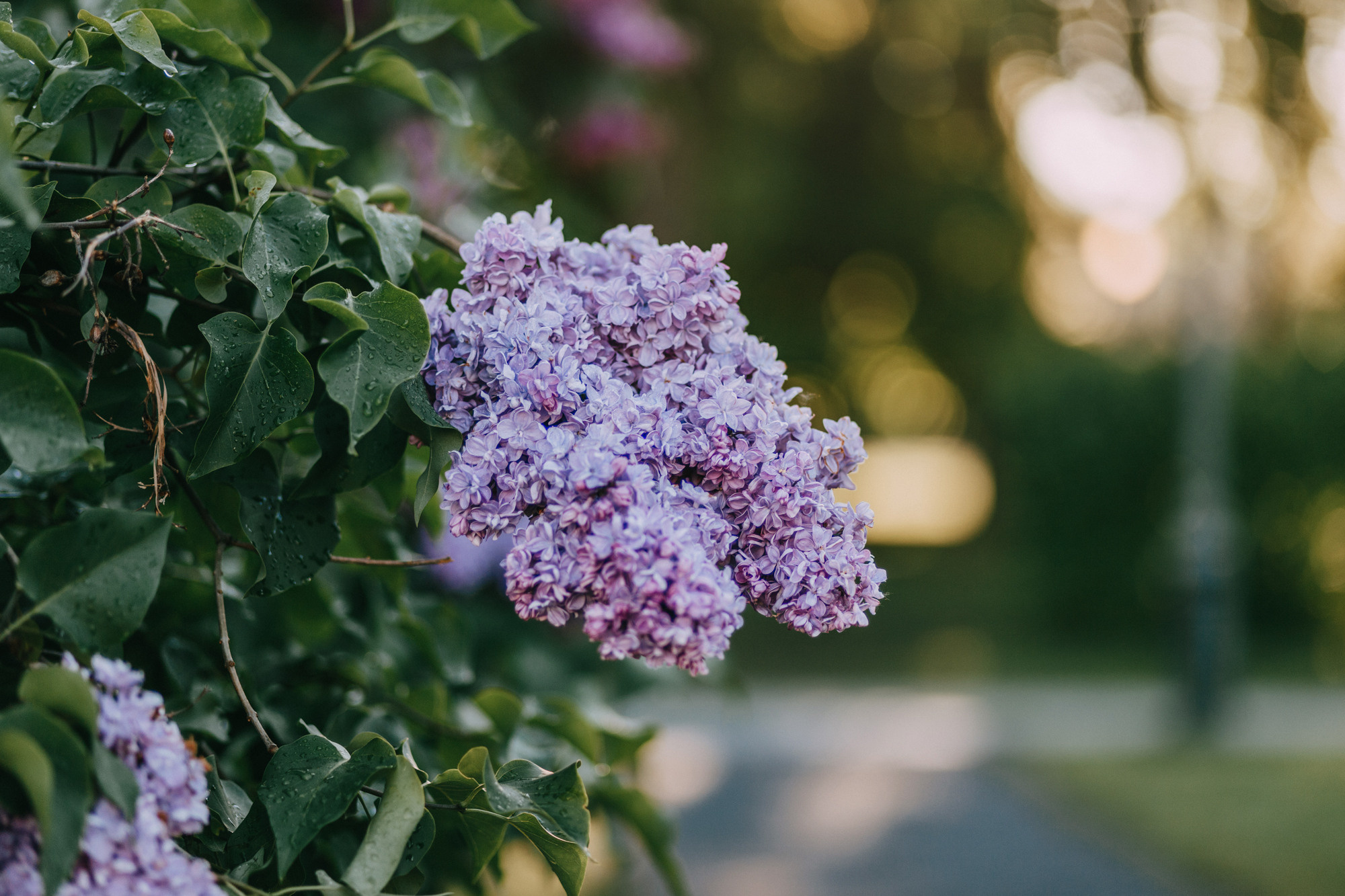 Аша и Робби. Фотограф-анималист Елена Радченко, Москва