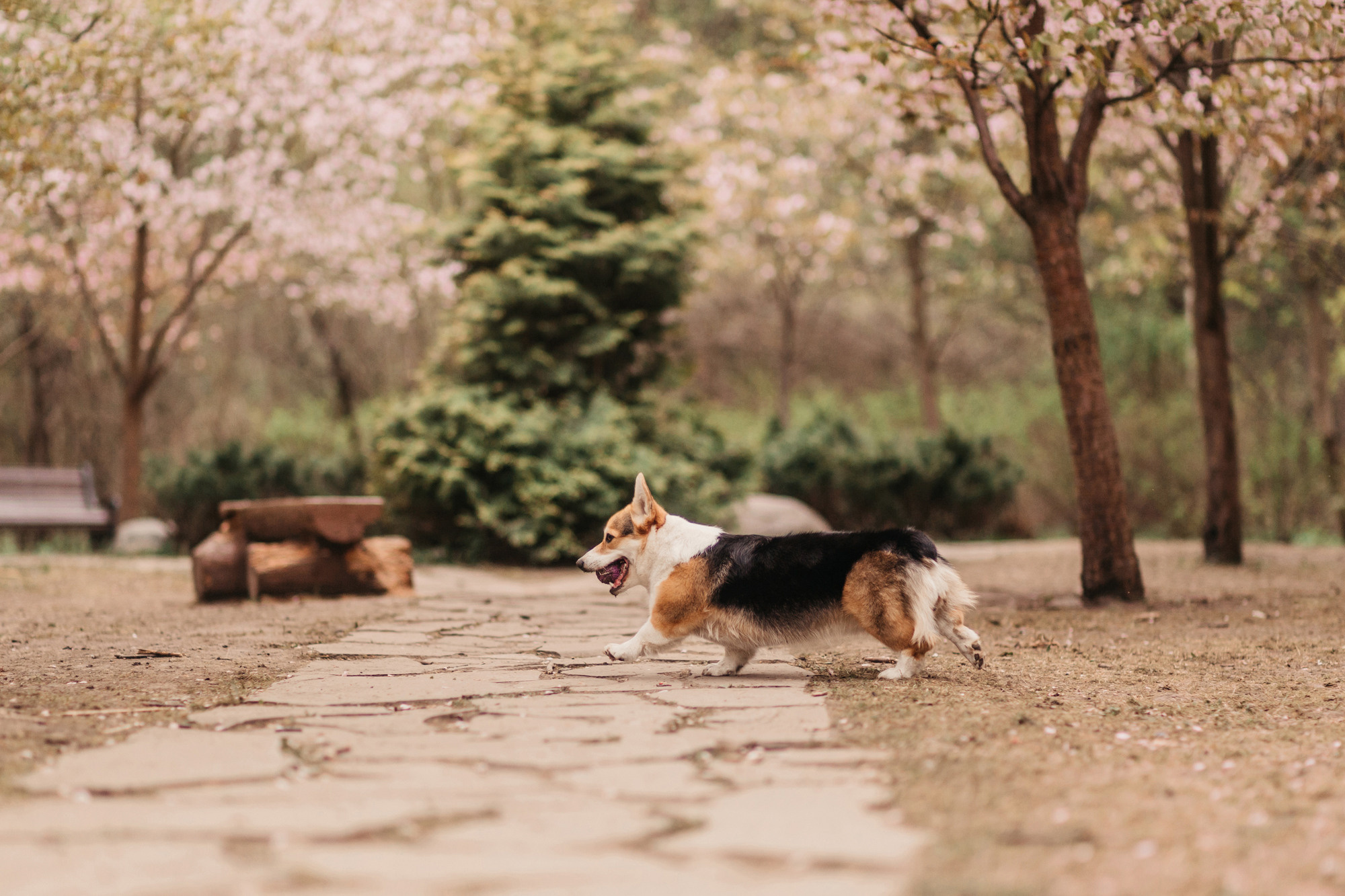 Анна, Рустам и Габи. Фотограф-анималист Елена Радченко, Москва