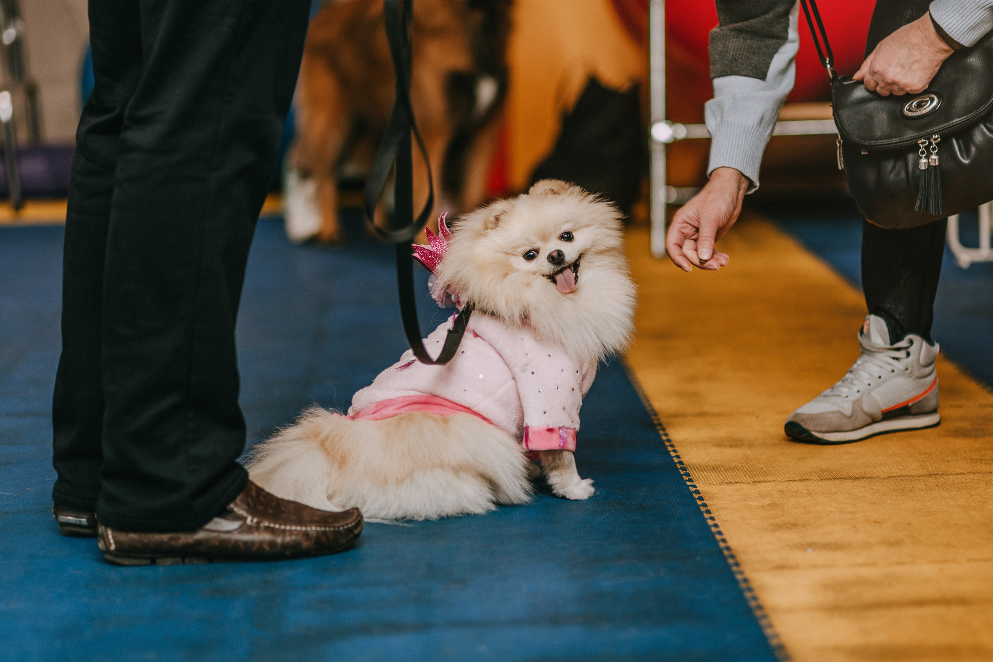 Собачий Новый год. Фотограф-анималист Елена Радченко, Москва