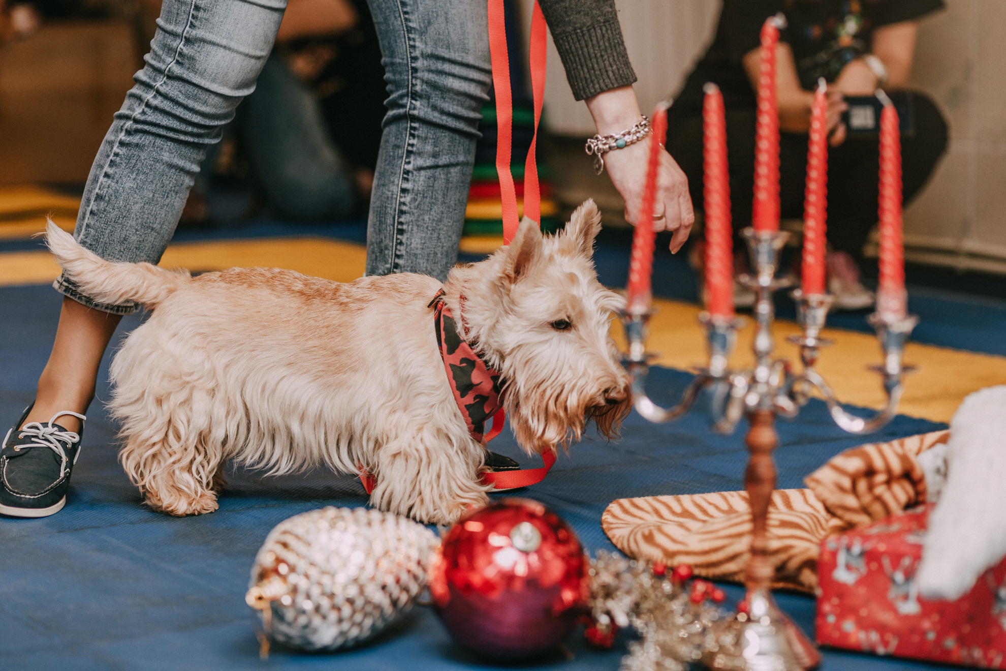 Собачий Новый год. Фотограф-анималист Елена Радченко, Москва