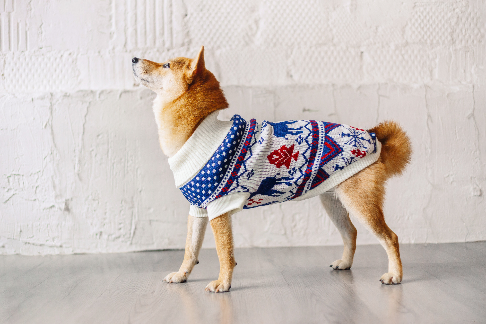 Магазин Friend of mine. Фотограф-анималист Елена Радченко, Москва