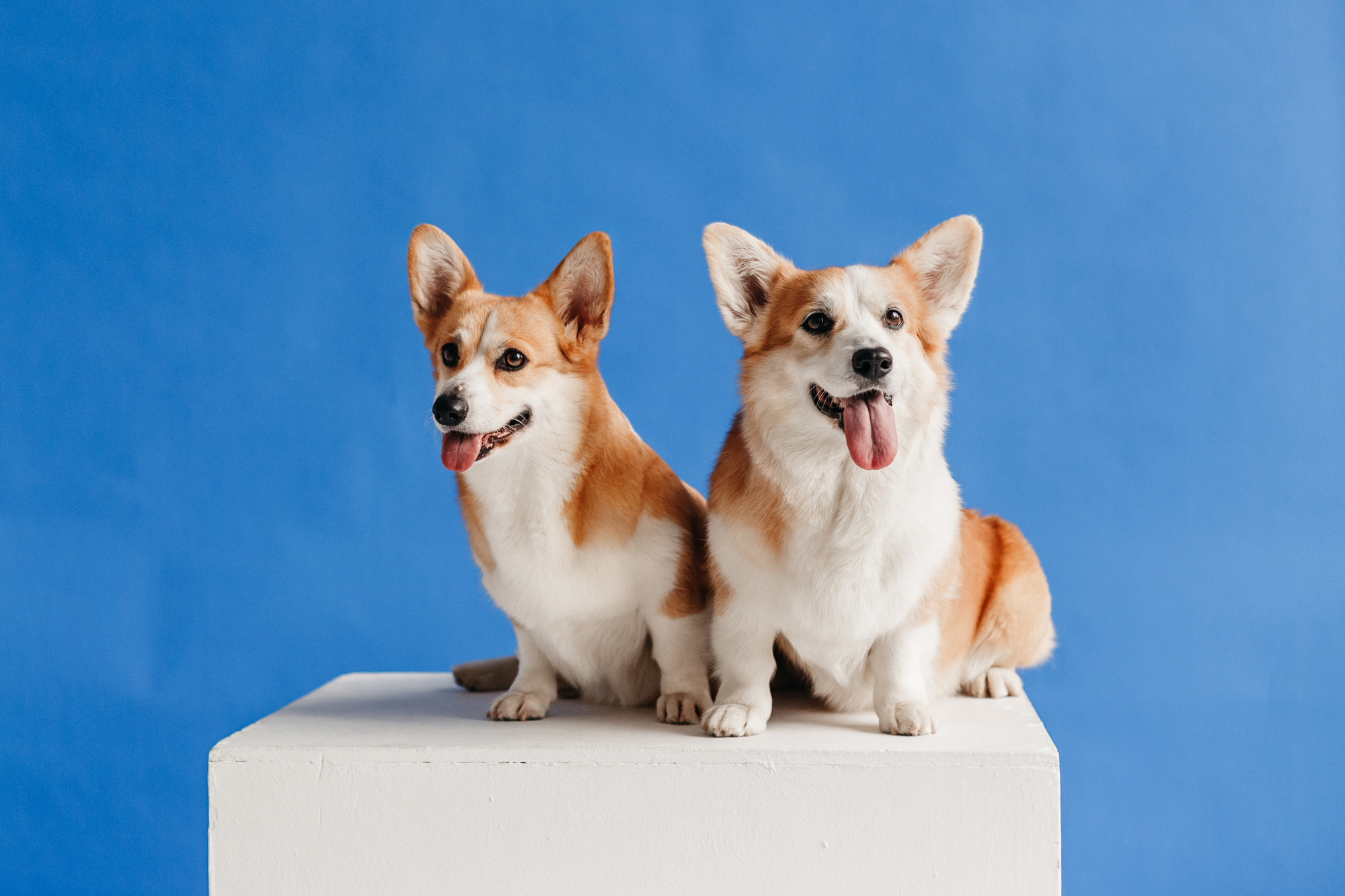 Фотодень 9 апреля. Фотограф-анималист Елена Радченко, Москва