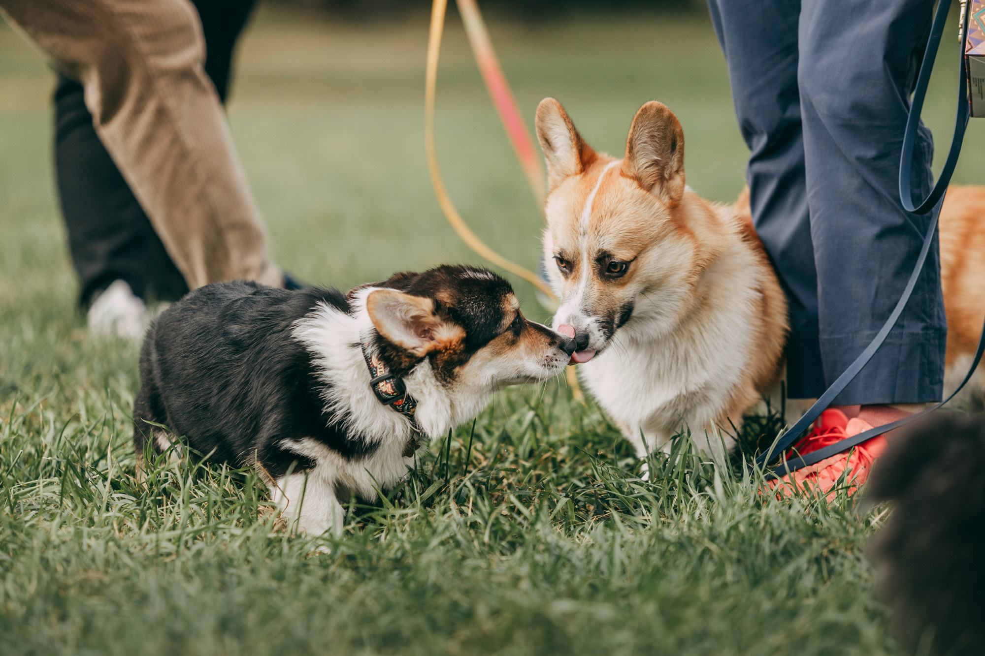 День рождения Габи. Фотограф-анималист Елена Радченко, Москва