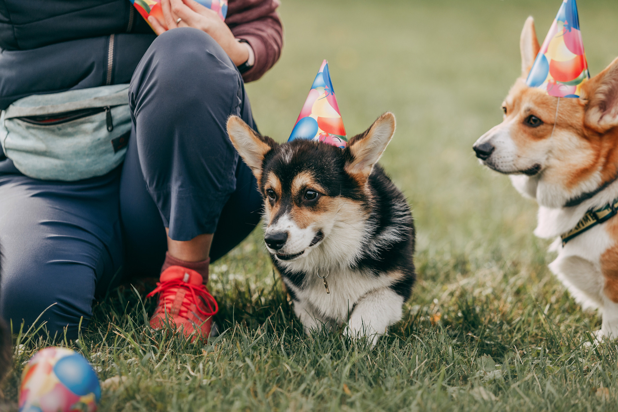 День рождения Габи. Фотограф-анималист Елена Радченко, Москва