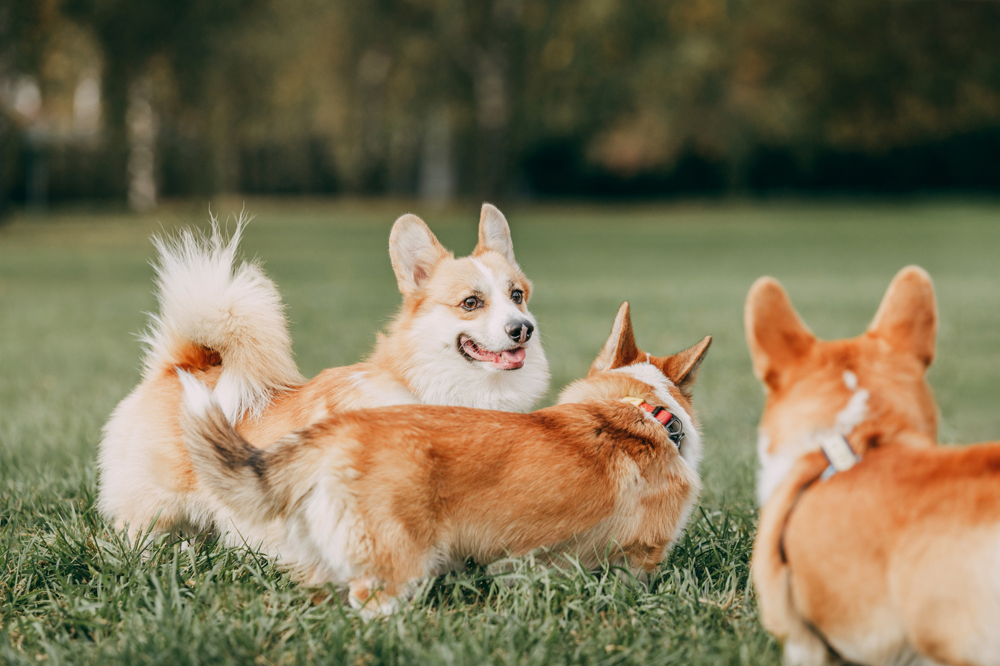 День рождения Габи. Фотограф-анималист Елена Радченко, Москва